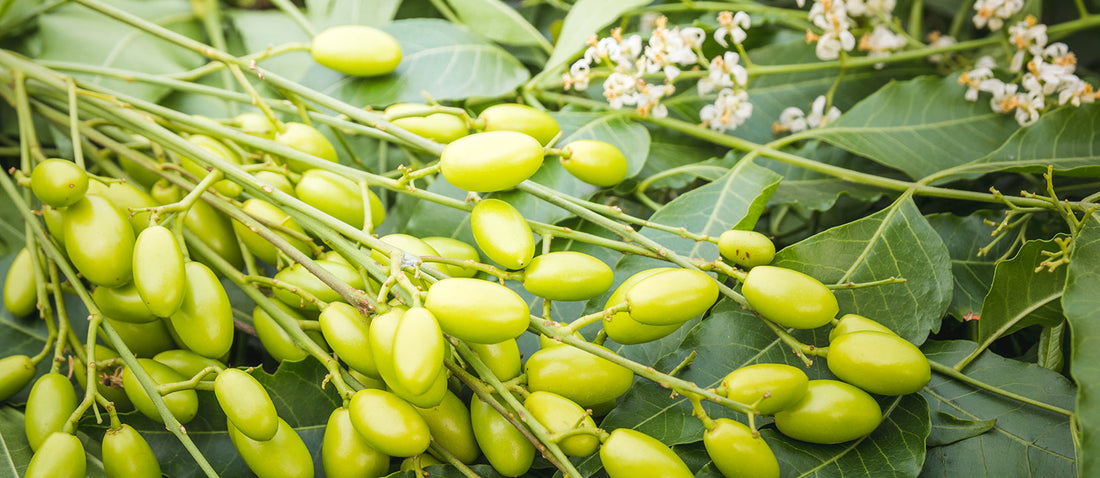 Schädlinge - wie erkennen, was tun?