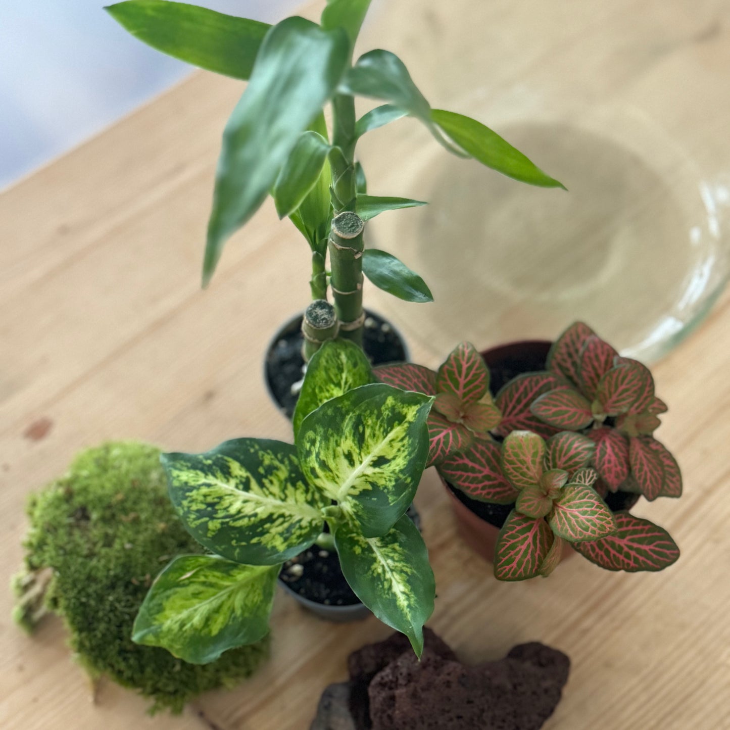 Flaschengarten DIY Set No38 - Dracena braunii x Dieffenbachia 'Mars' x Fittonia ‚Joly Josan‘