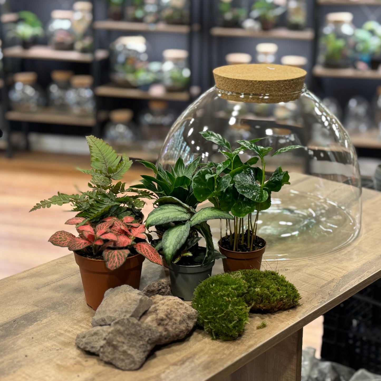 Flaschengarten DIY Set No43 Coffea arabica x Dracaena fragrans x Fittonia x Pellonia repens x Pteris quadriaurita 'Tricolor'