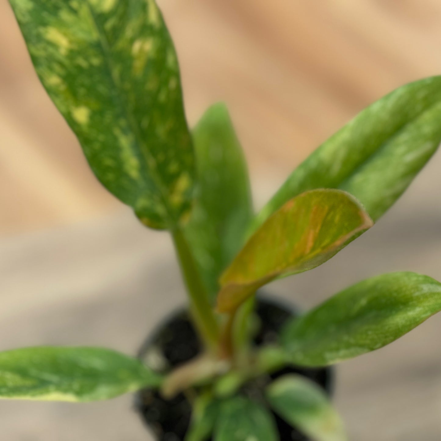 Philodendron 'Ring of Fire' | Baumfreund