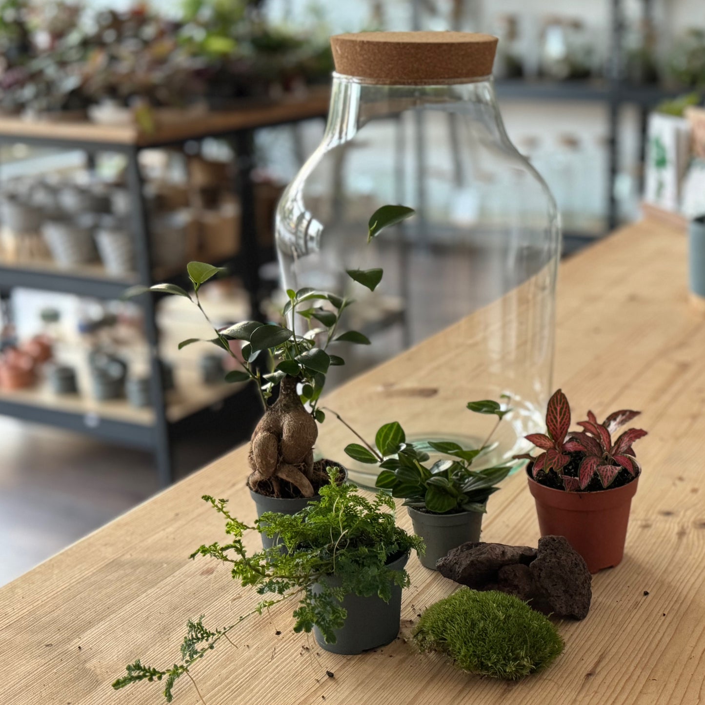 Flaschengarten DIY Set No37 - Ficus microcarpa 'Ginseng' x Fittonia x Selaginella uncinata x Peperomia angulata