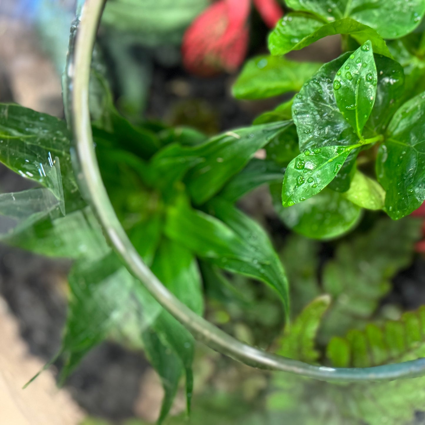 Flaschengarten DIY Set No43 Coffea arabica x Dracaena fragrans x Fittonia x Pellonia repens x Pteris quadriaurita 'Tricolor'