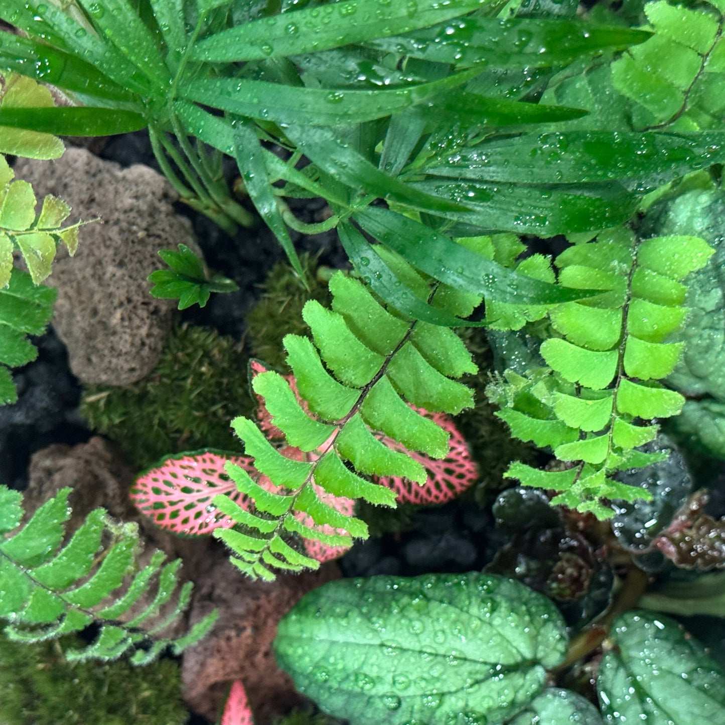 Flaschengarten DIY Set No42 Adiantum hispidulum x Chamaedorea elegans x Pellionia repens x Fittonia 'Pink Forest Flame'
