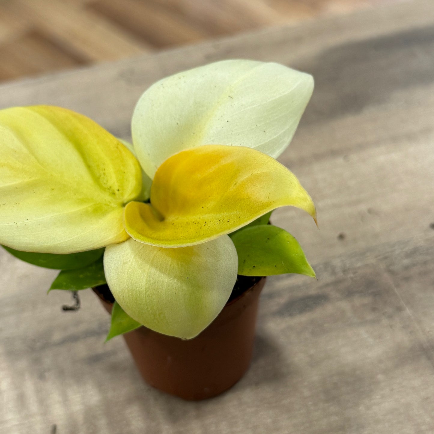 Philodendron melinonii 'Gold' | Baumfreund