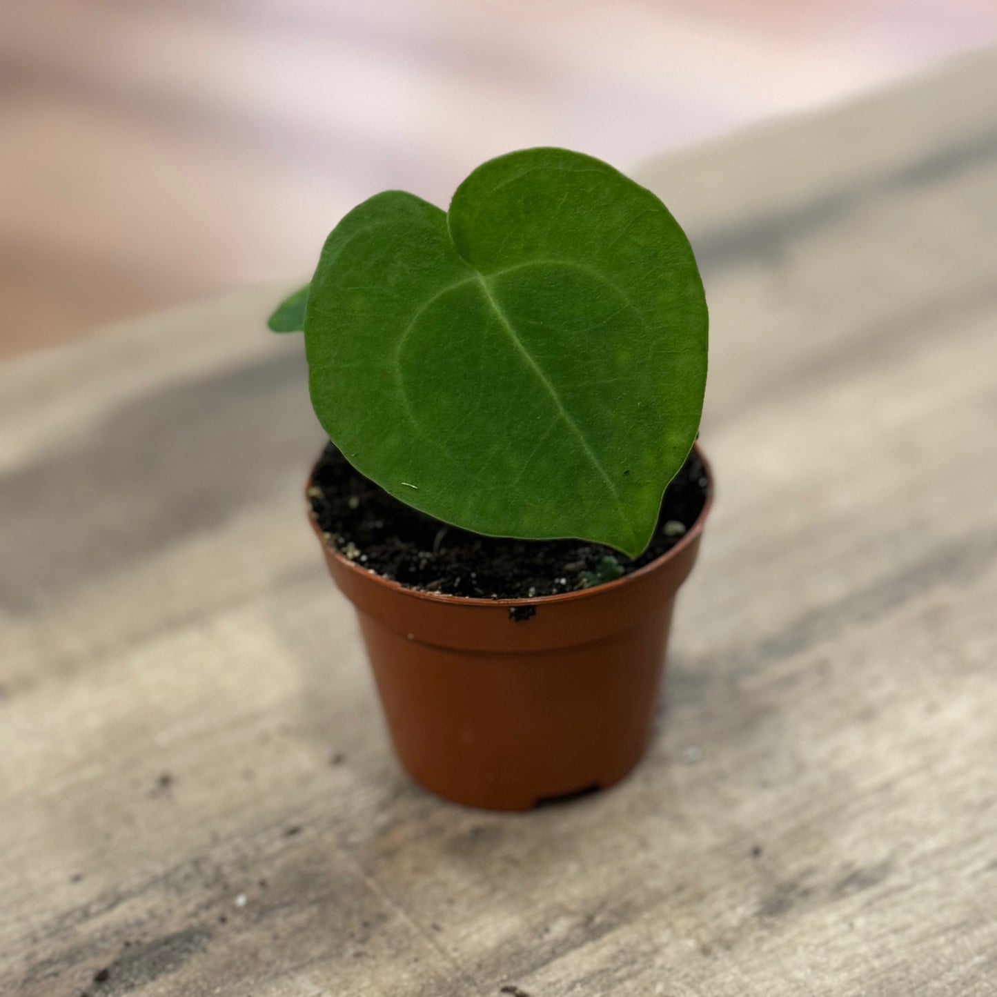 Anthurium clarinervium | Anthurie