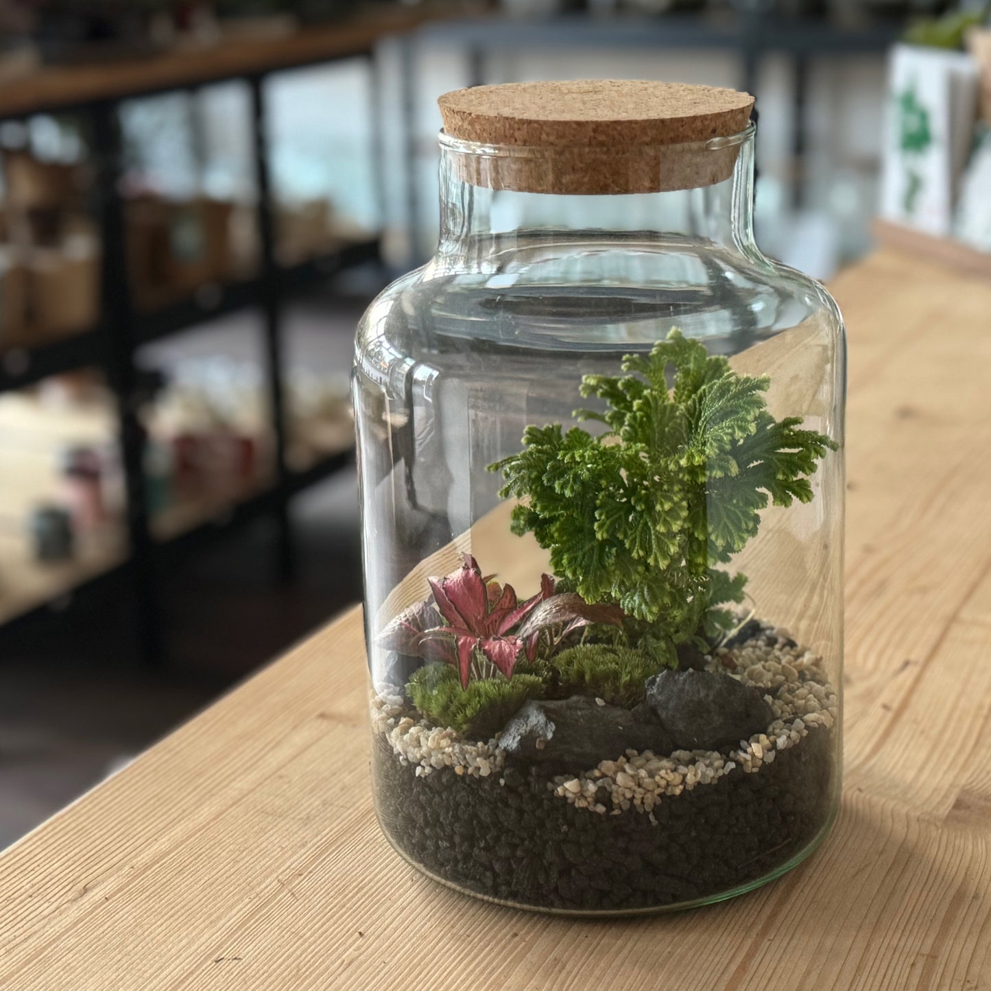 Flaschengarten DIY Set No36 Selaginella martensii x Fittonia