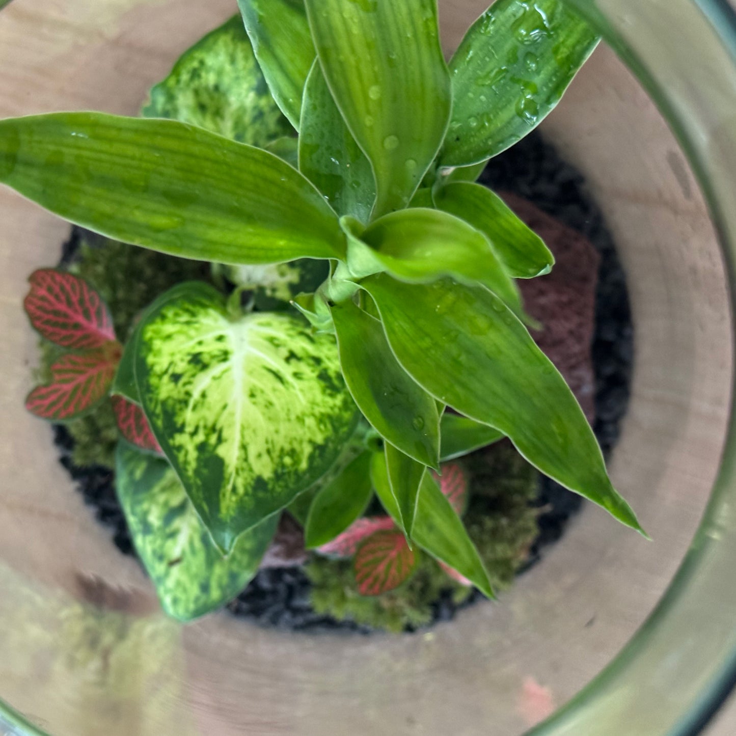 Flaschengarten DIY Set No38 - Dracena braunii x Dieffenbachia 'Mars' x Fittonia ‚Joly Josan‘