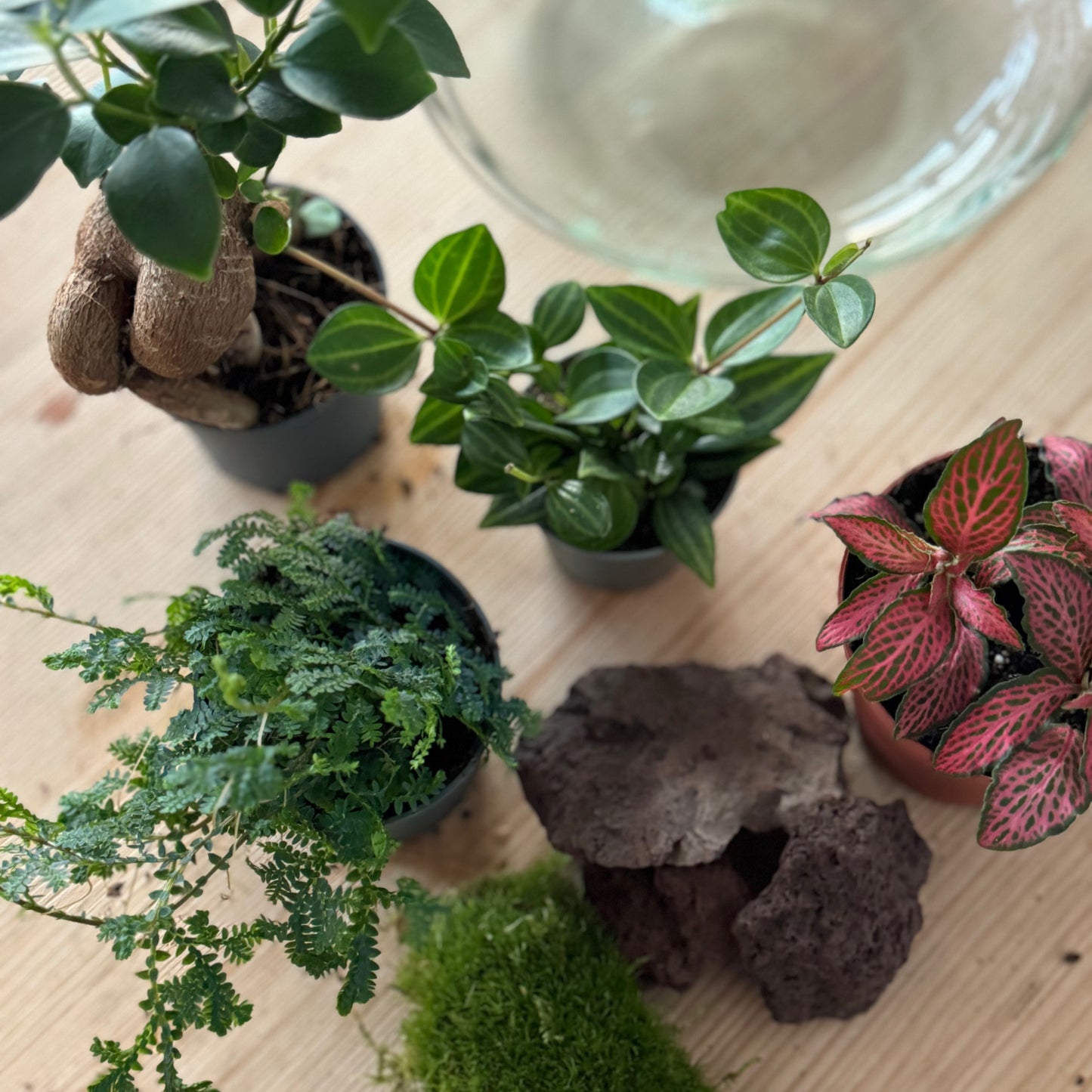 Flaschengarten DIY Set No37 - Ficus microcarpa 'Ginseng' x Fittonia x Selaginella uncinata x Peperomia angulata
