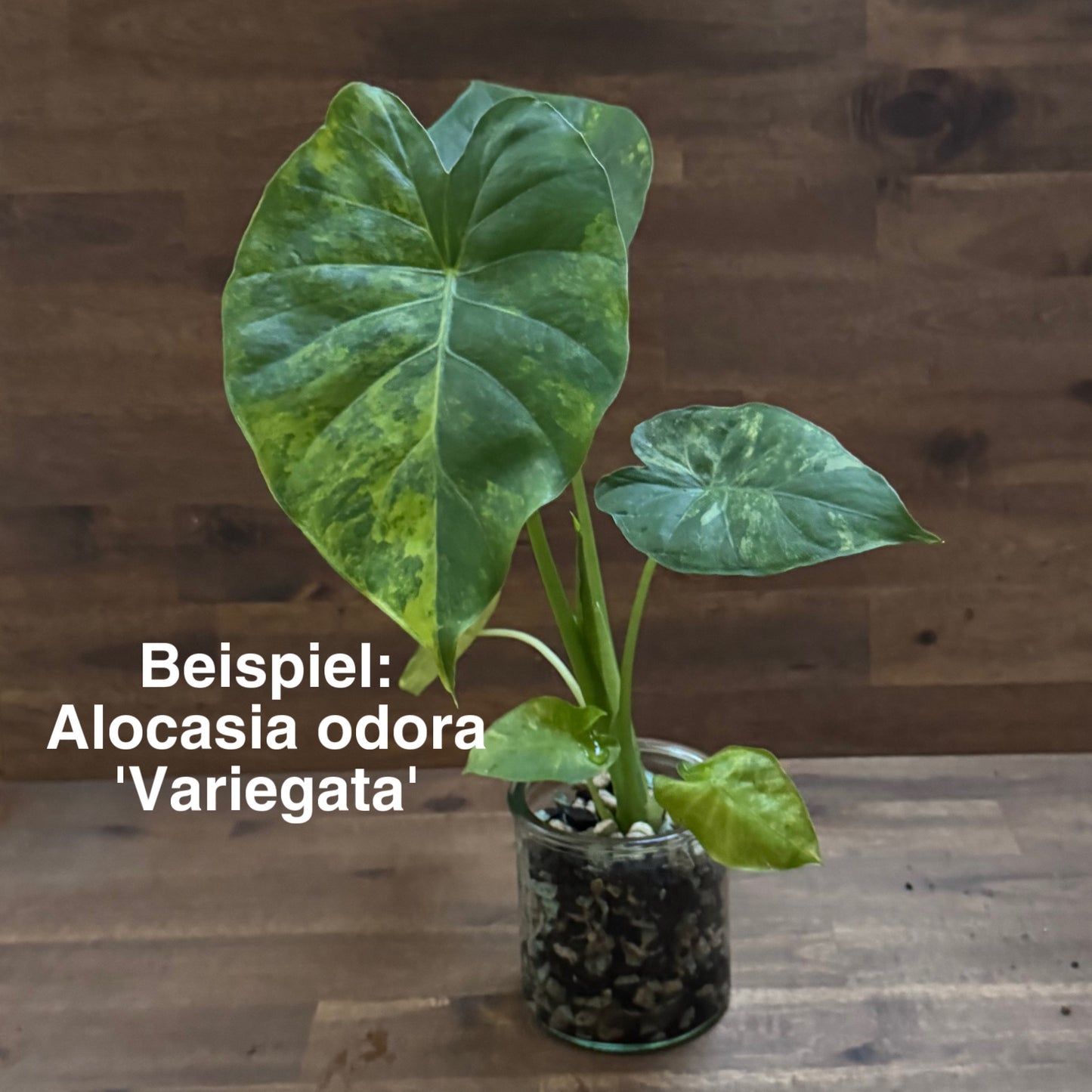 Alocasia Starter Set | Glas + Substrat + Pflanze