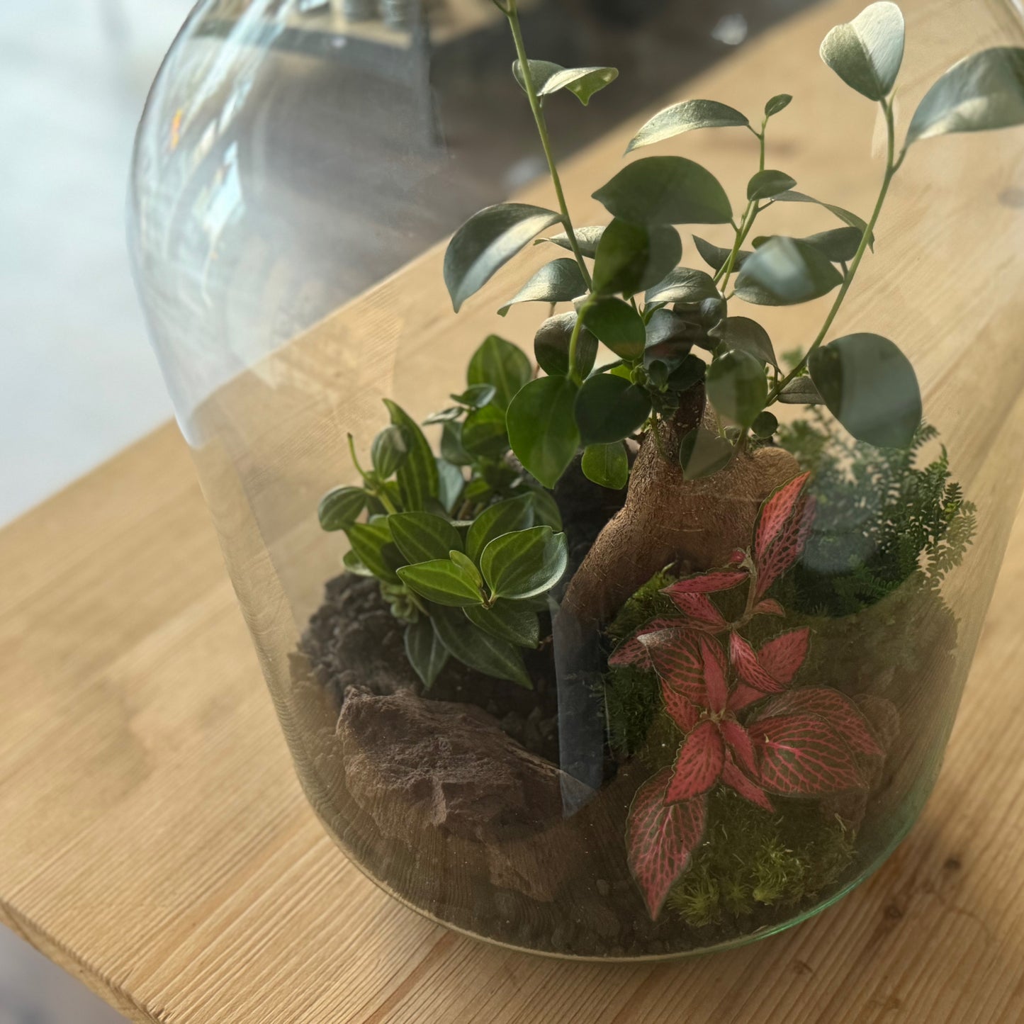 Flaschengarten DIY Set No37 - Ficus microcarpa 'Ginseng' x Fittonia x Selaginella uncinata x Peperomia angulata