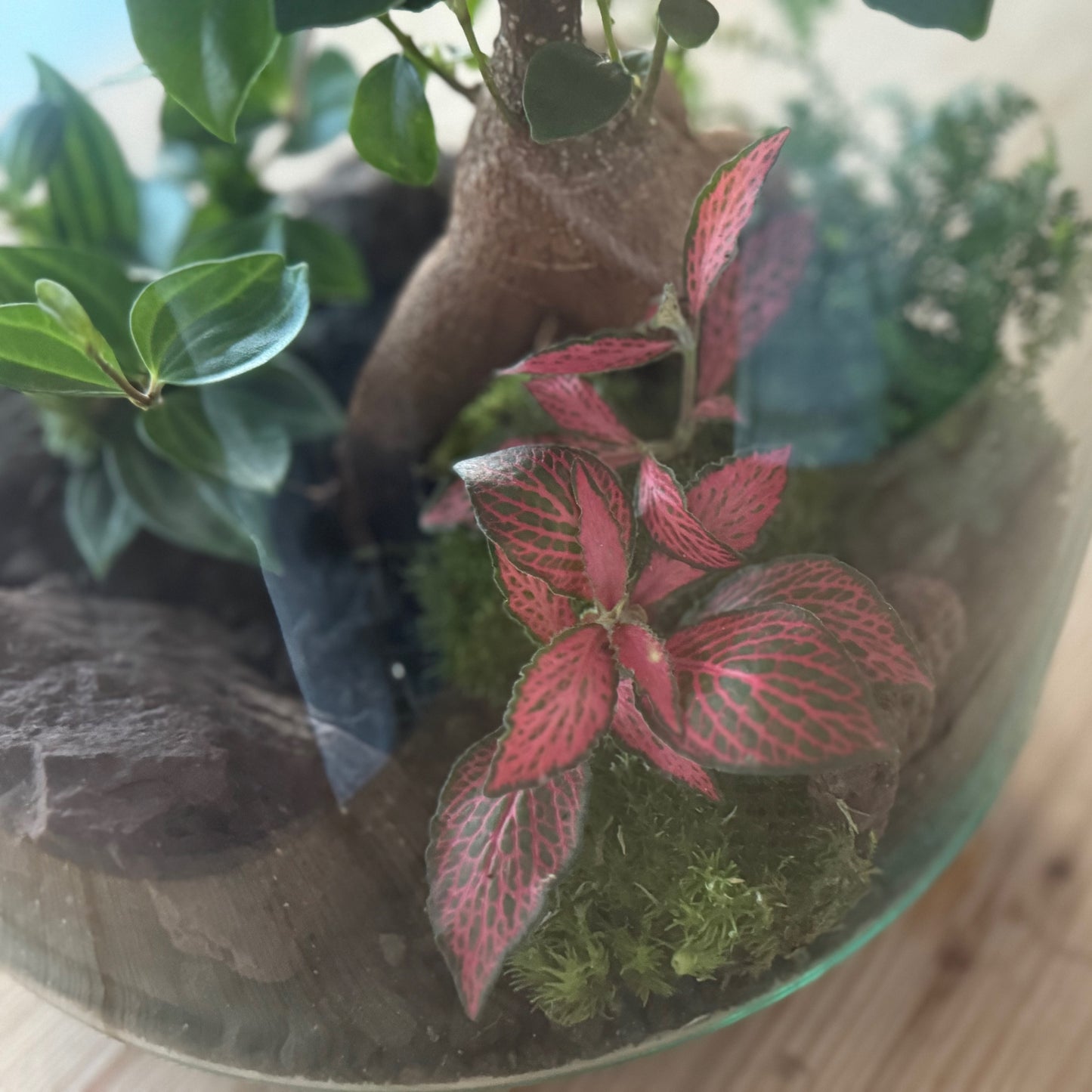 Flaschengarten DIY Set No37 - Ficus microcarpa 'Ginseng' x Fittonia x Selaginella uncinata x Peperomia angulata