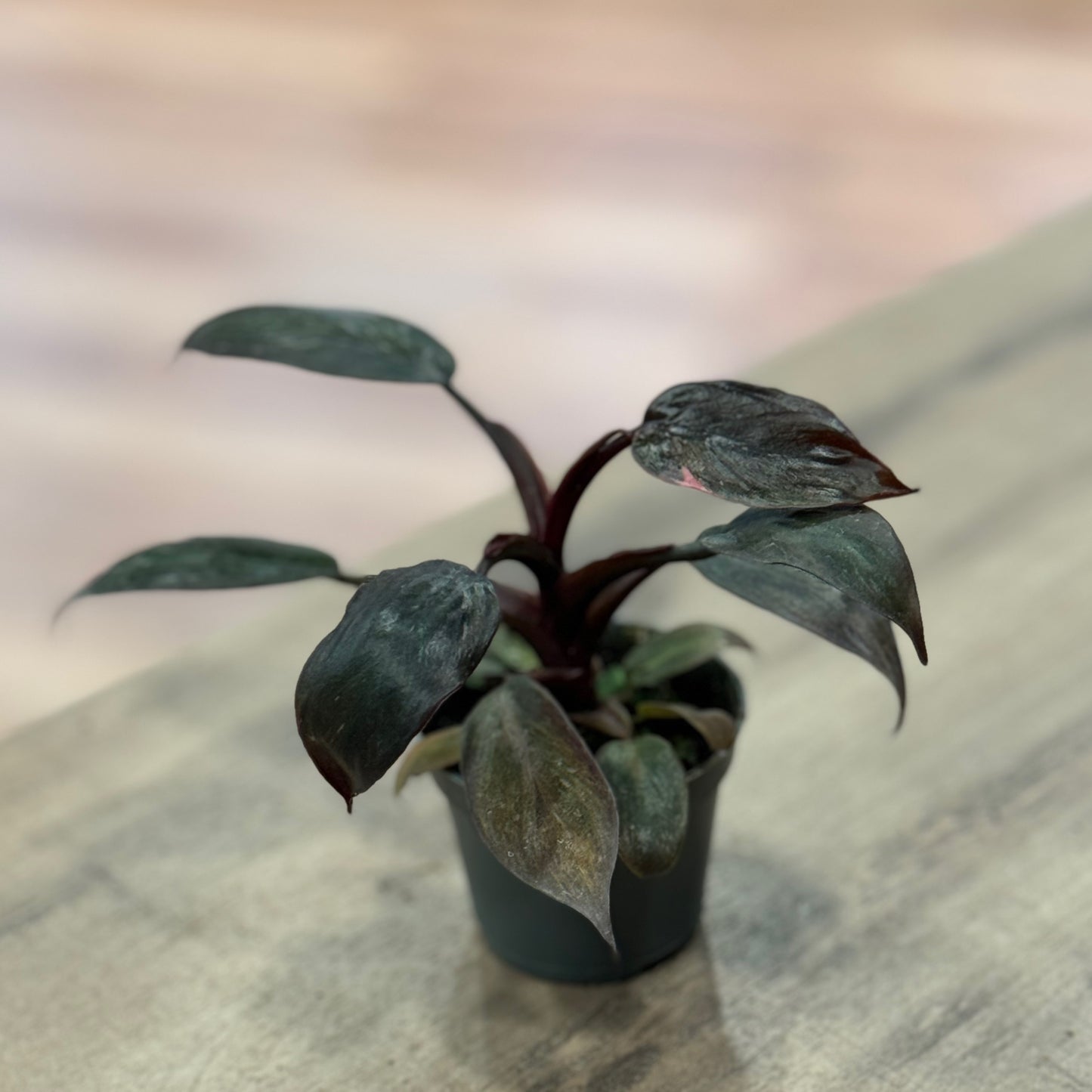 Philodendron 'Pink Princess Marble' | Baumfreund