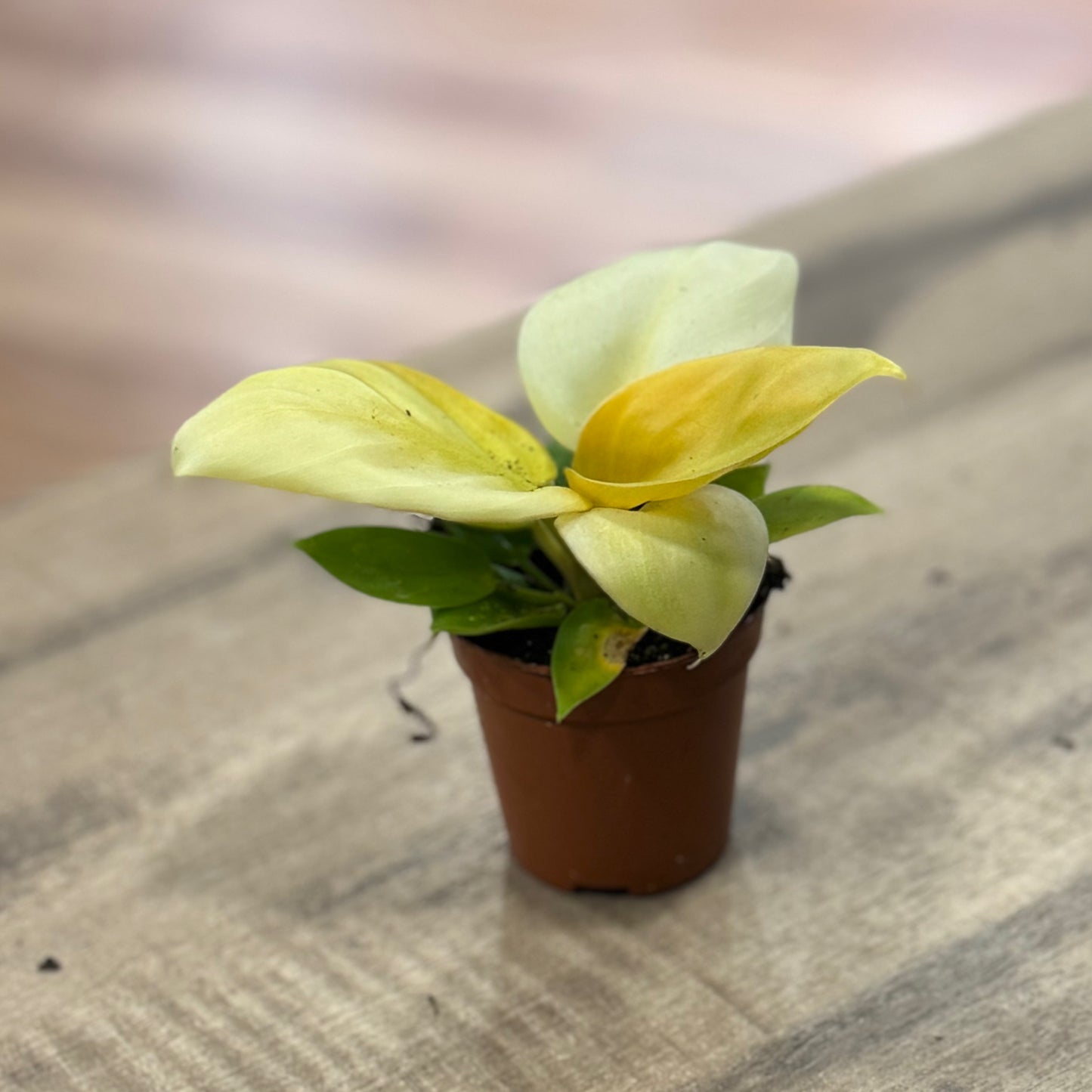 Philodendron melinonii 'Gold'  | Baumfreund