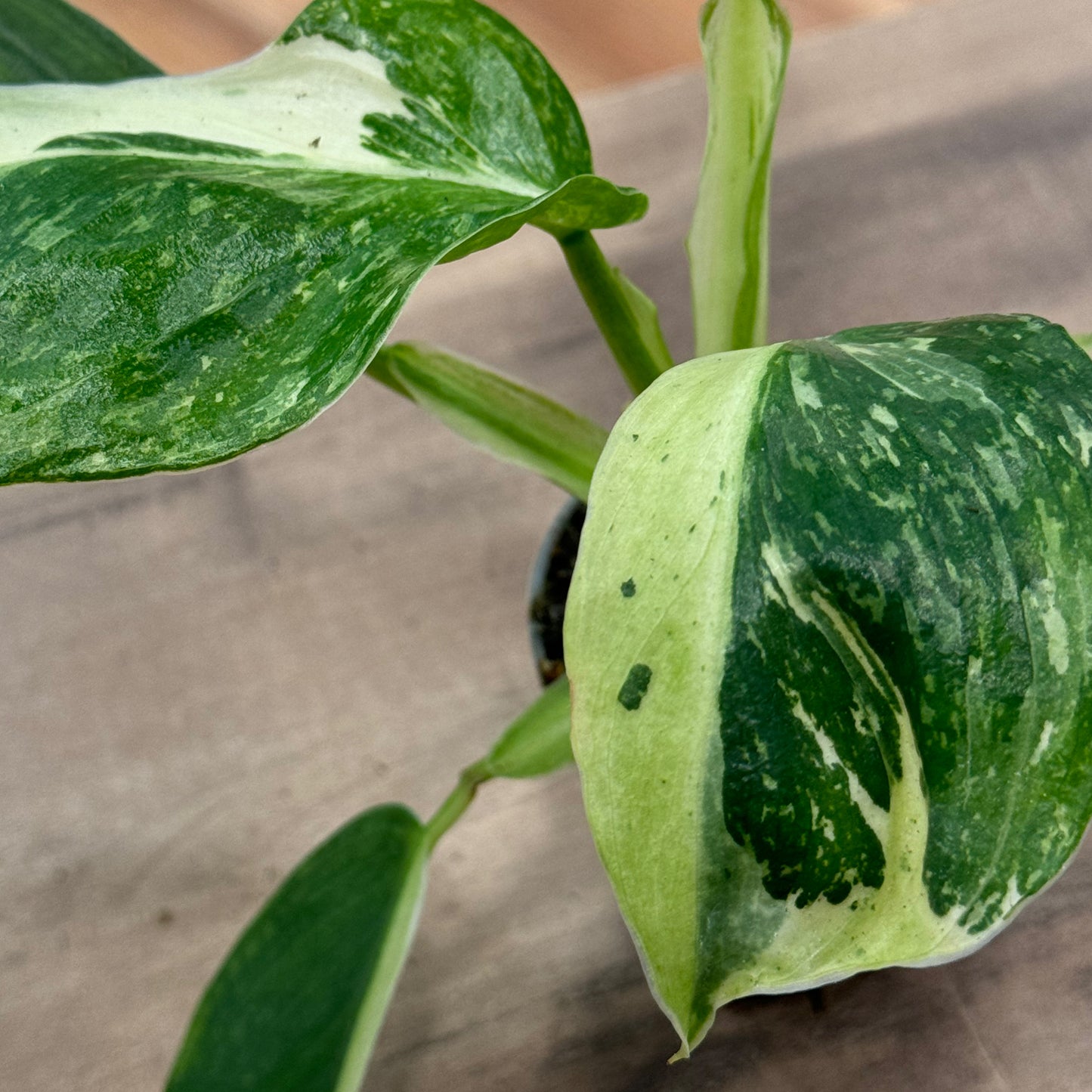 Philodendron erubescens 'Jose Buono' | Baumfreund