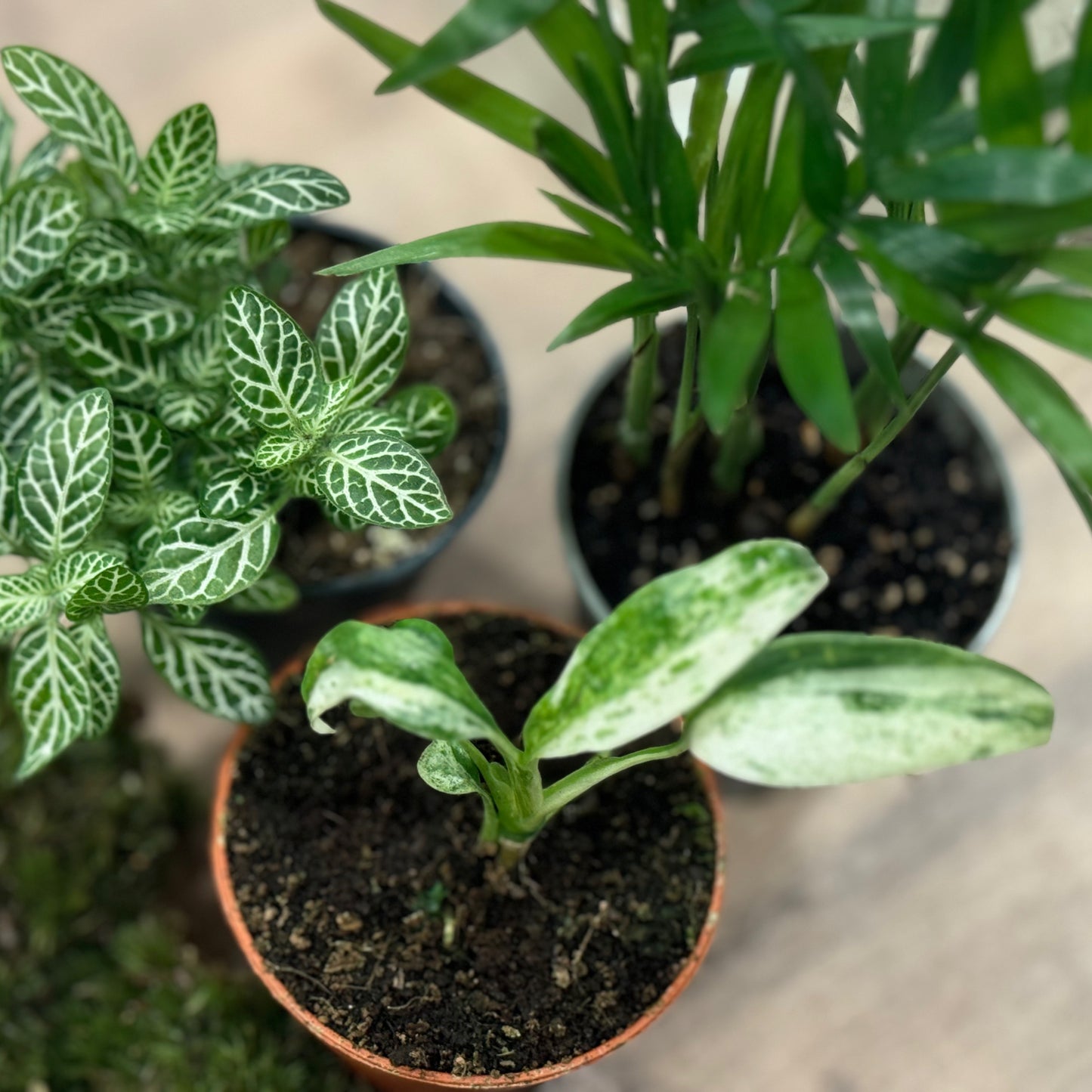 Flaschengarten DIY Set No41 - Rhaphidophora puberula Variegata x Chamaedorea elegans x Fittonia 'Mini White'