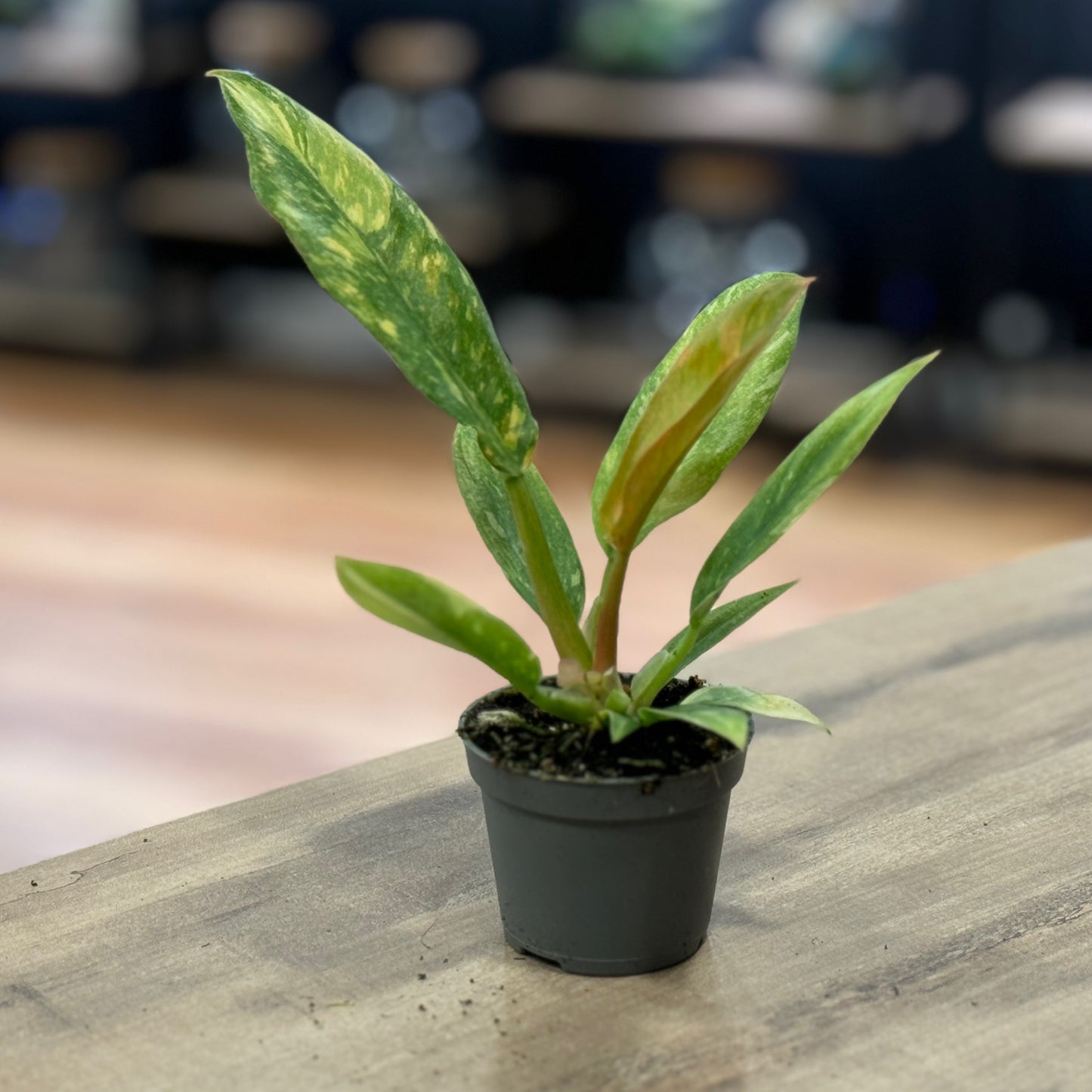 Philodendron 'Ring of Fire' | Baumfreund
