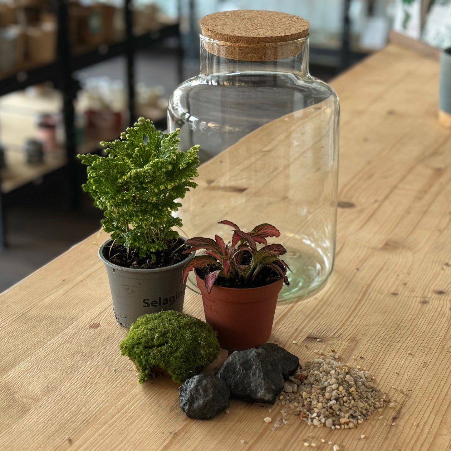 Flaschengarten DIY Set No36 Selaginella martensii x Fittonia