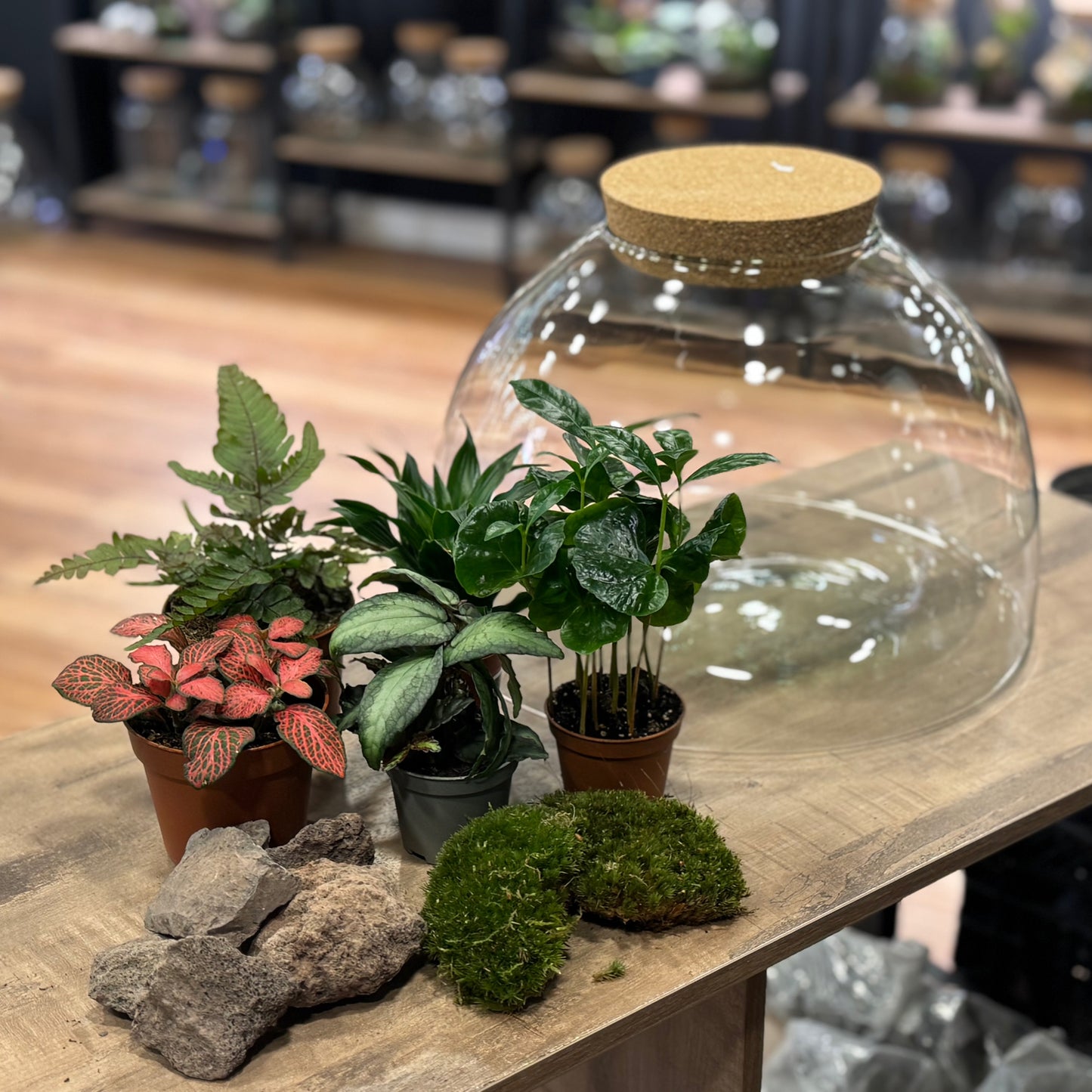 Flaschengarten DIY Set No43 Coffea arabica x Dracaena fragrans x Fittonia x Pellonia repens x Pteris quadriaurita 'Tricolor'