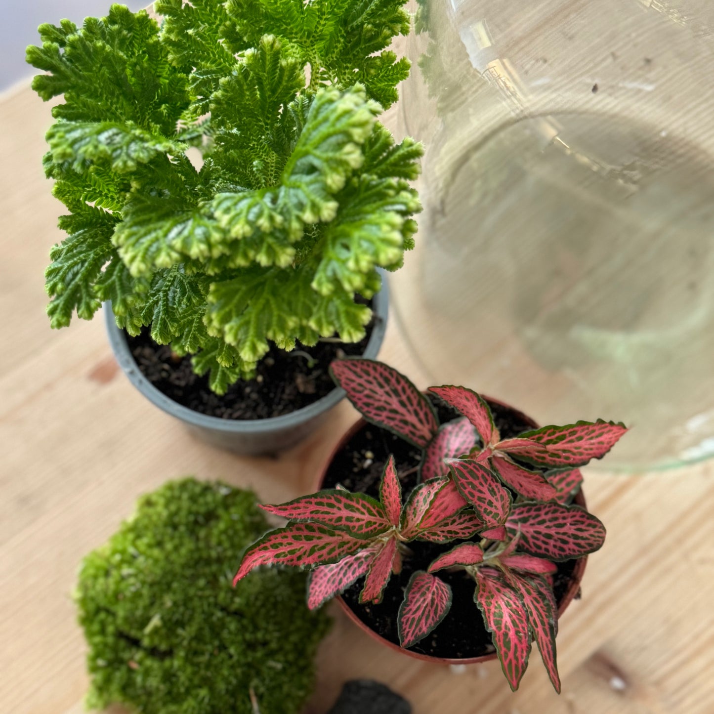 Flaschengarten DIY Set No36 Selaginella martensii x Fittonia