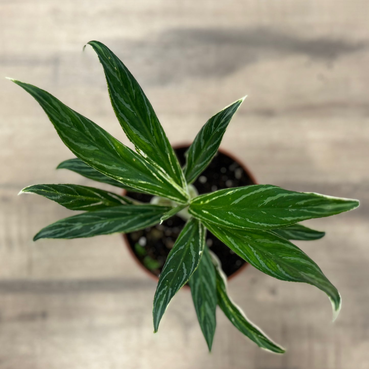 Aglaonema 'Bamboo' | Kolbenfaden