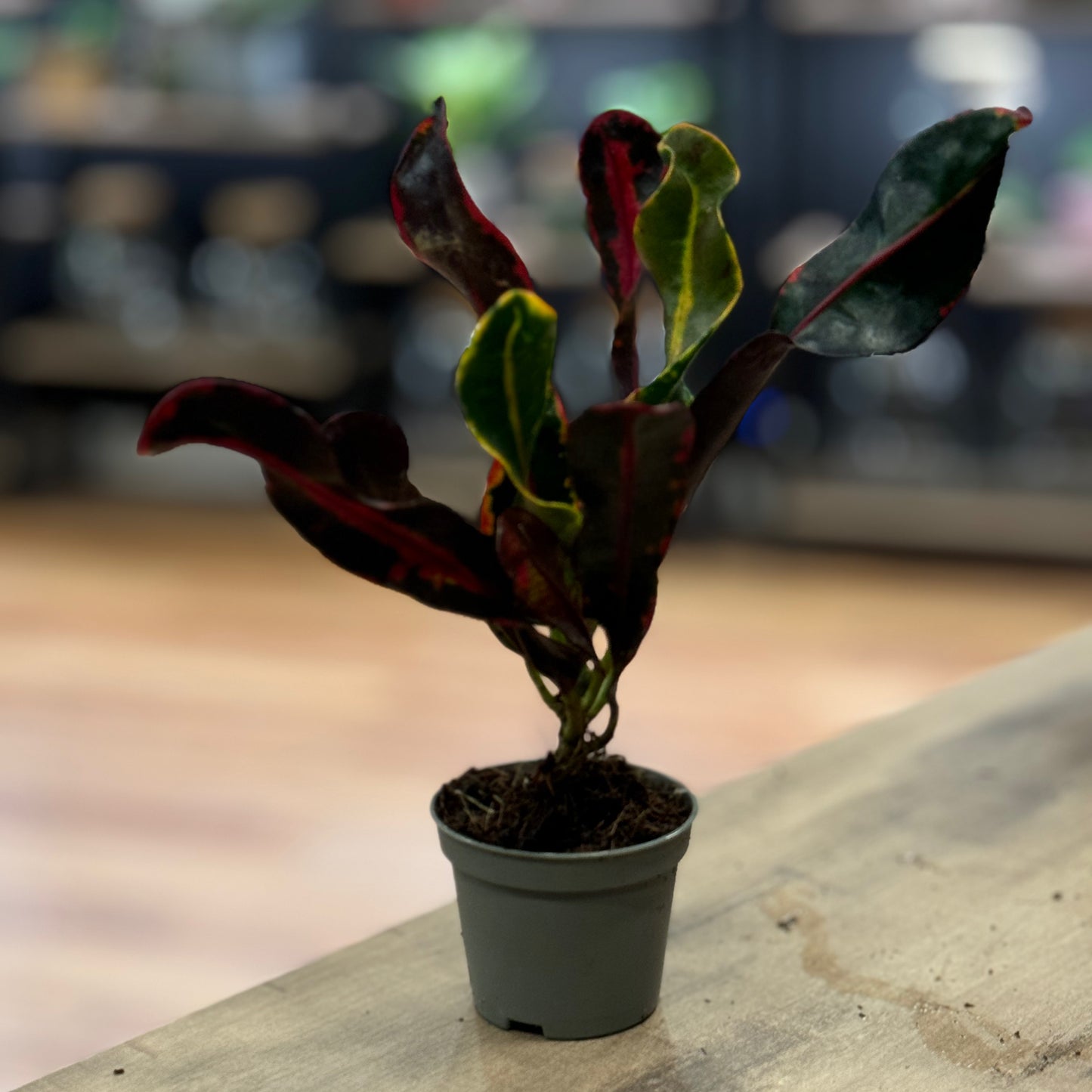 Codiaeum variegatum 'Mammi' | Wunderstrauch | Kroton