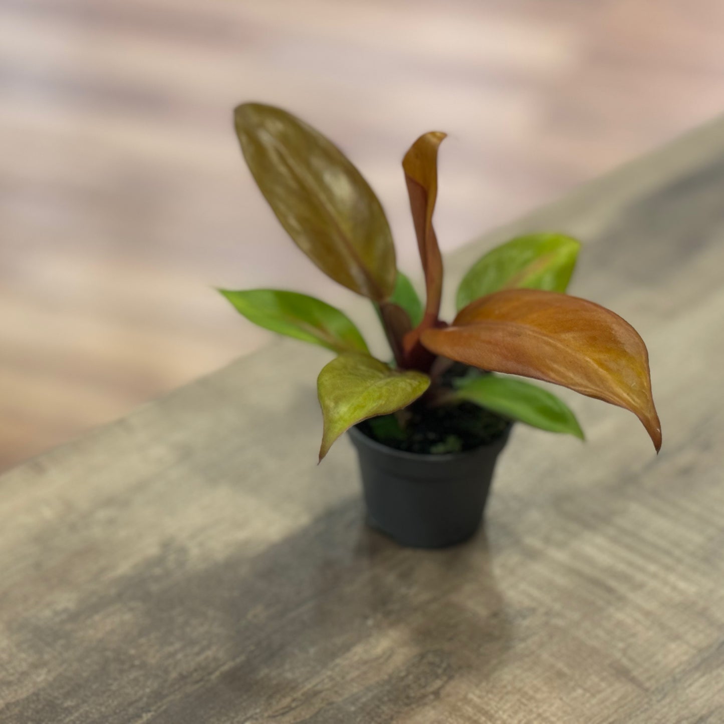 Philodendron erubescens 'Prince of Orange' | Baumfreund