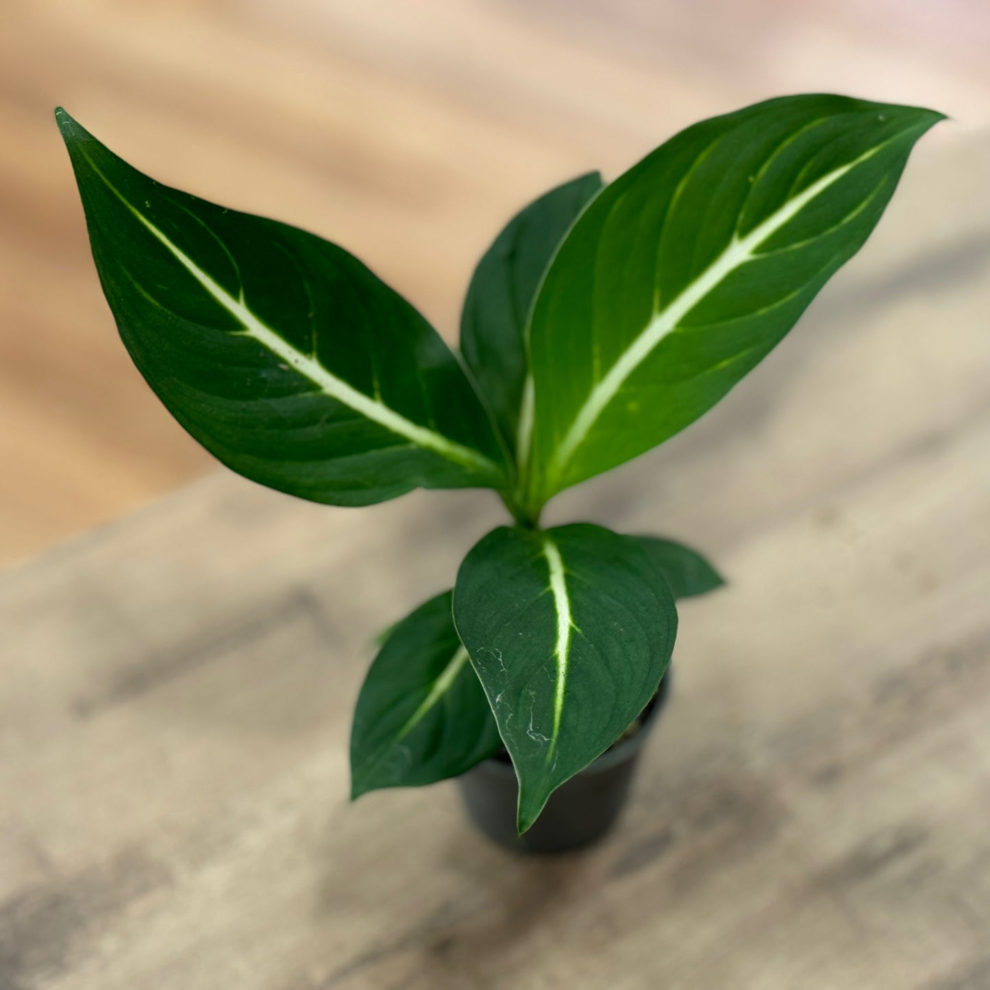 Dieffenbachia 'Sterling' | Giftaron | Schweigrohr