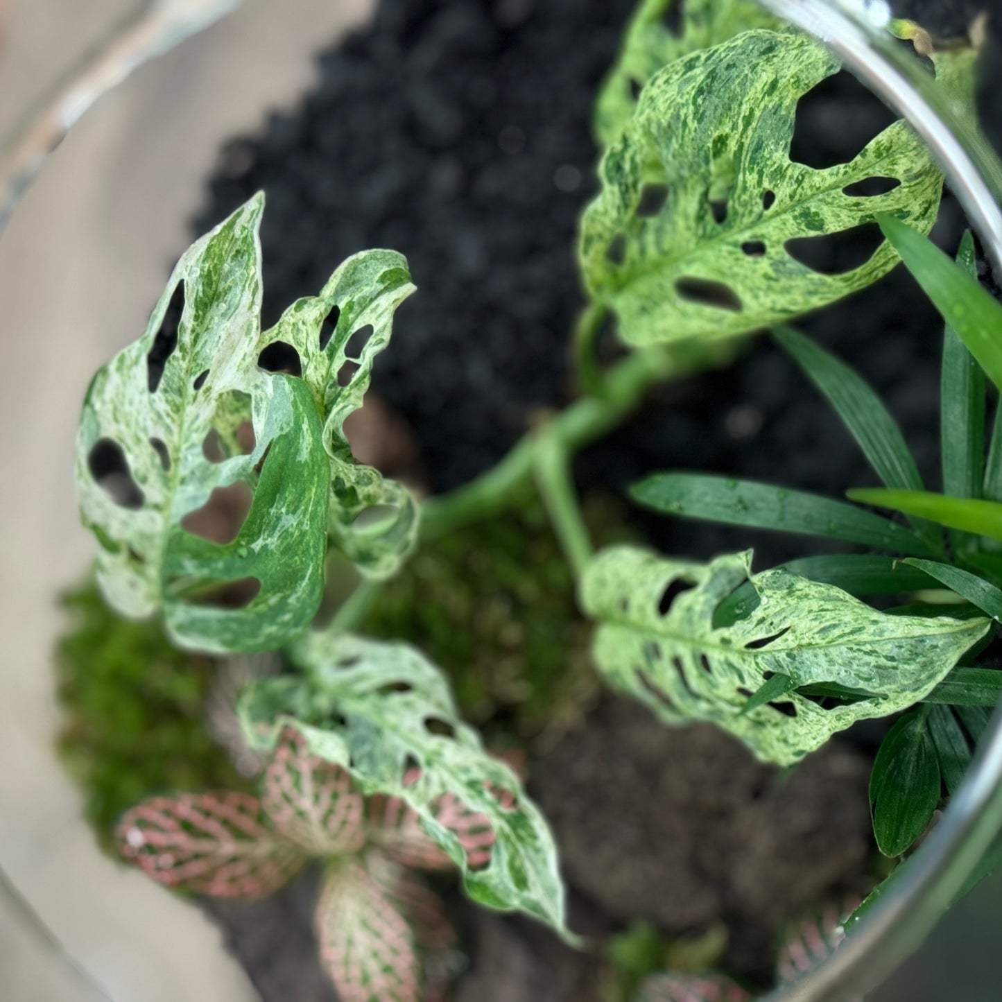 Flaschengarten DIY Set No39 - Monstera 'Frozen Freckles' x Chamaedorea elegans x Fittonia 'Mosaic Mistral'