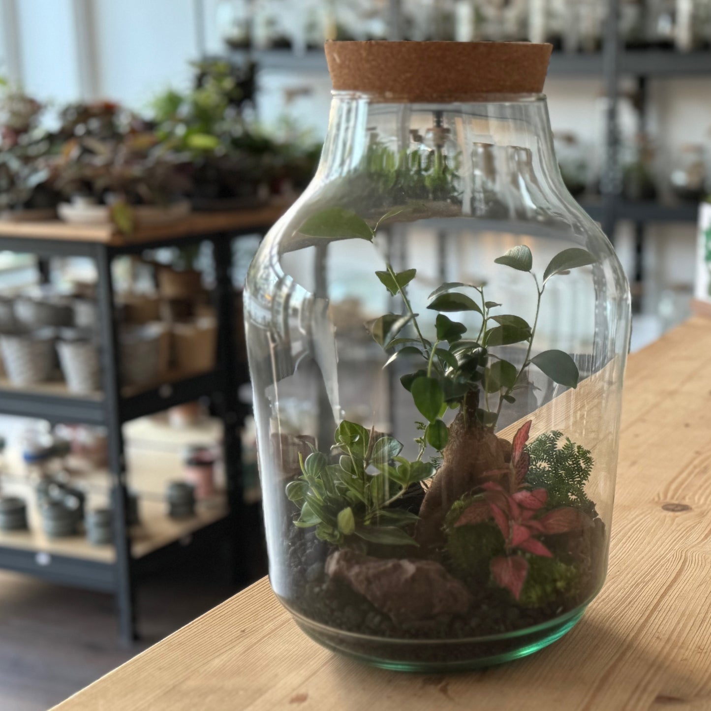 Flaschengarten DIY Set No37 - Ficus microcarpa 'Ginseng' x Fittonia x Selaginella uncinata x Peperomia angulata