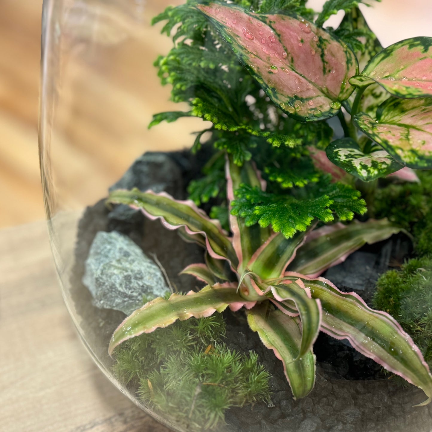 Flaschengarten DIY Set No35 - Selaginella martensi x Aglaonema 'Red Valentine' x Cryptanthus bivittatus 'Pink Starlite'