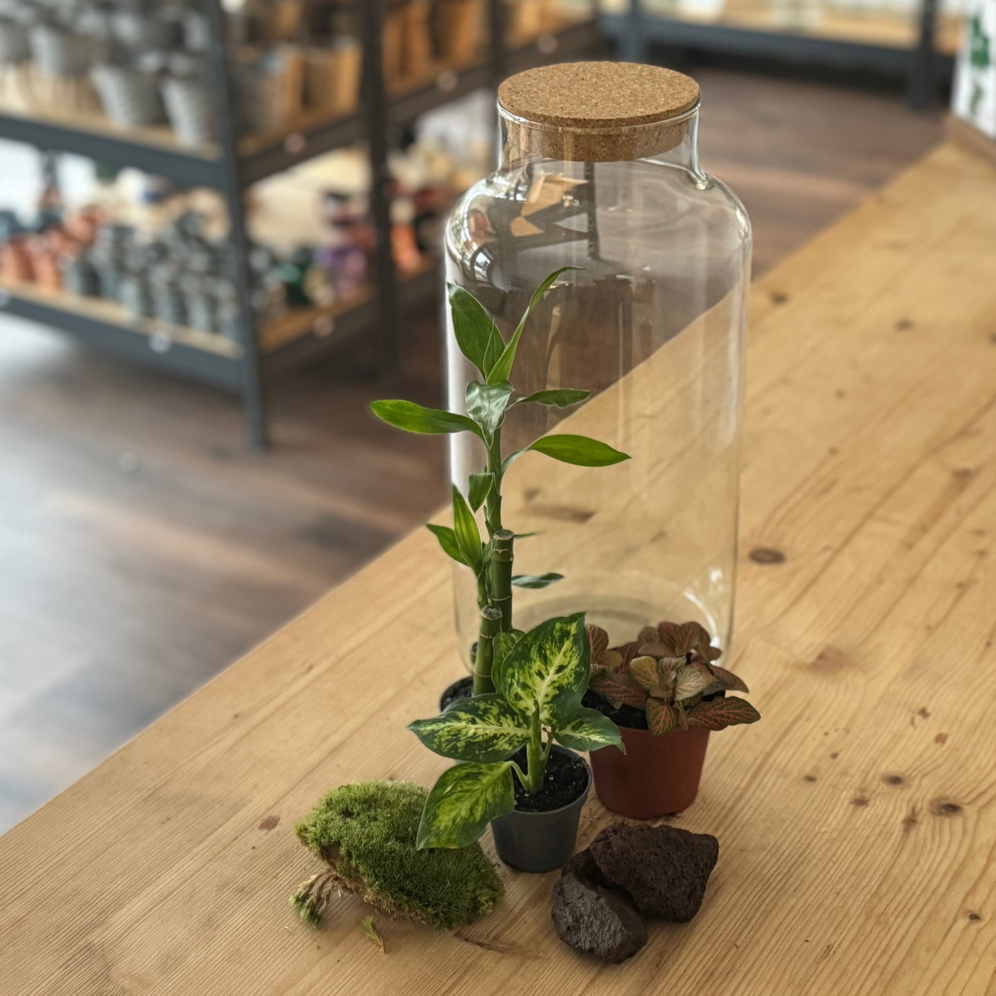 Flaschengarten DIY Set No38 - Dracena braunii x Dieffenbachia 'Mars' x Fittonia ‚Joly Josan‘