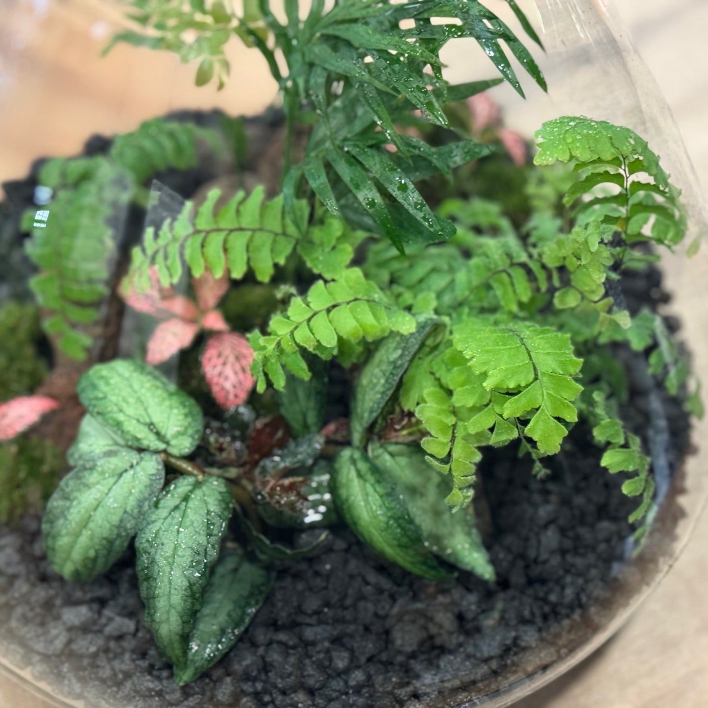 Flaschengarten DIY Set No42 Adiantum hispidulum x Chamaedorea elegans x Pellionia repens x Fittonia 'Pink Forest Flame'