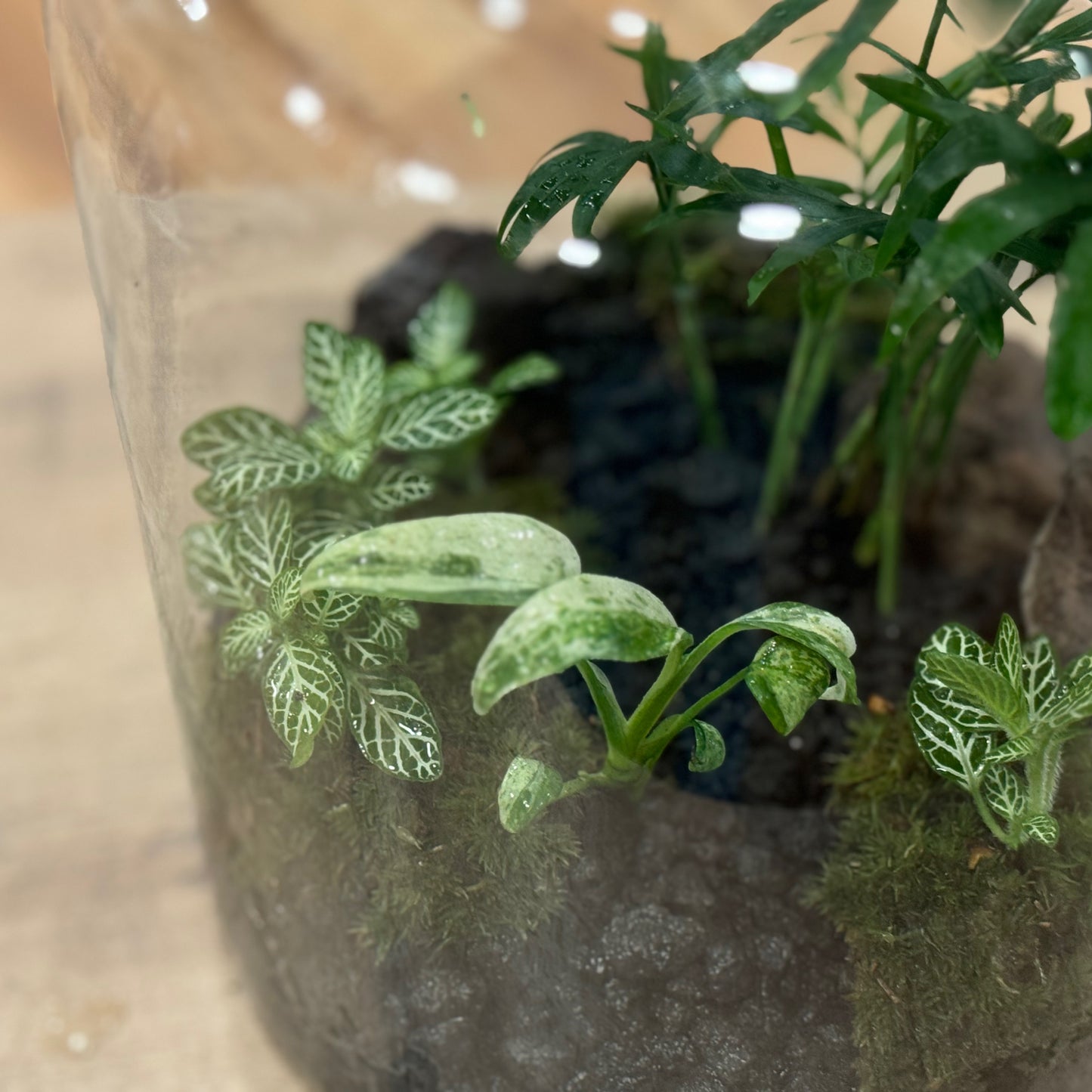 Flaschengarten DIY Set No41 - Rhaphidophora puberula Variegata x Chamaedorea elegans x Fittonia 'Mini White'