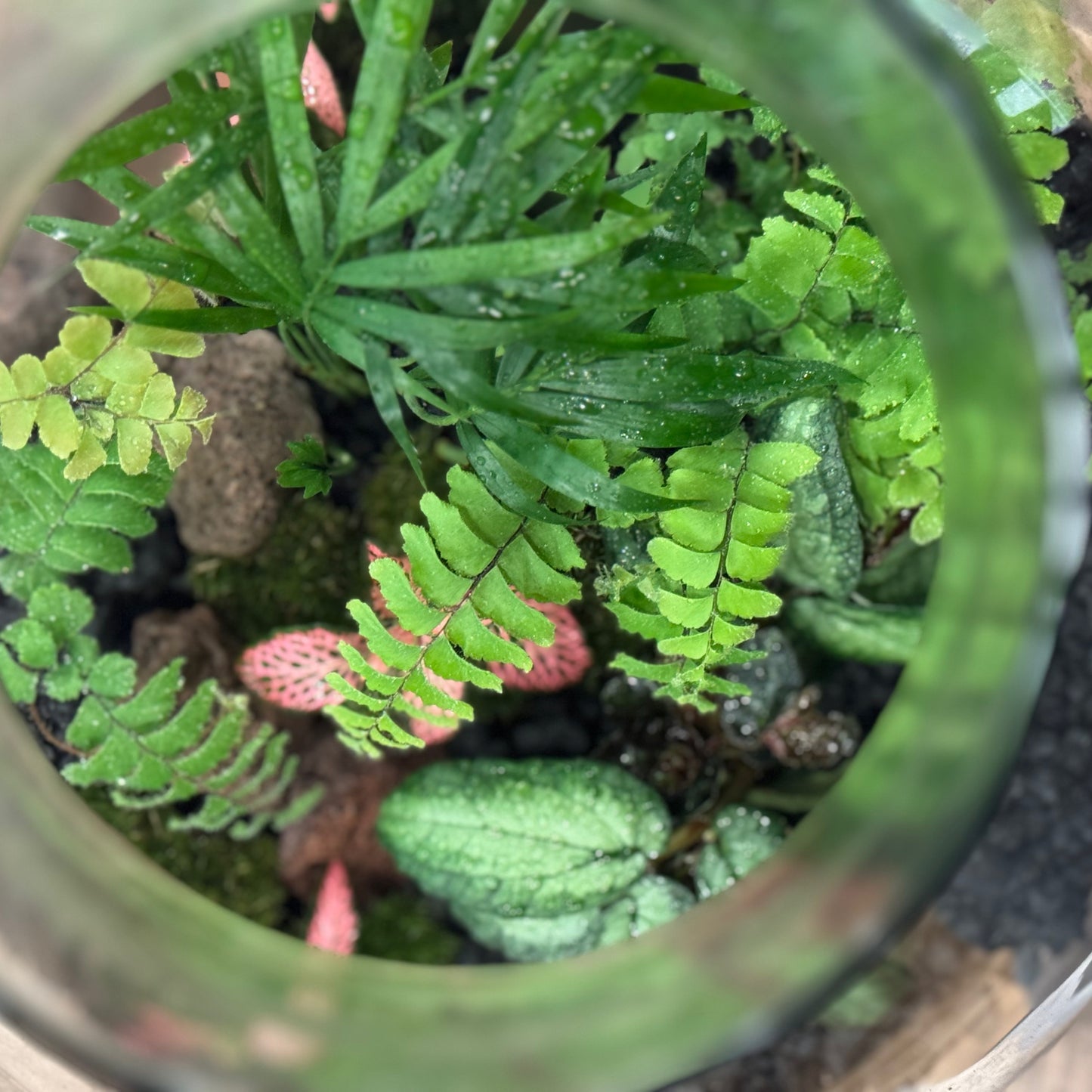 Flaschengarten DIY Set No42 Adiantum hispidulum x Chamaedorea elegans x Pellionia repens x Fittonia 'Pink Forest Flame'