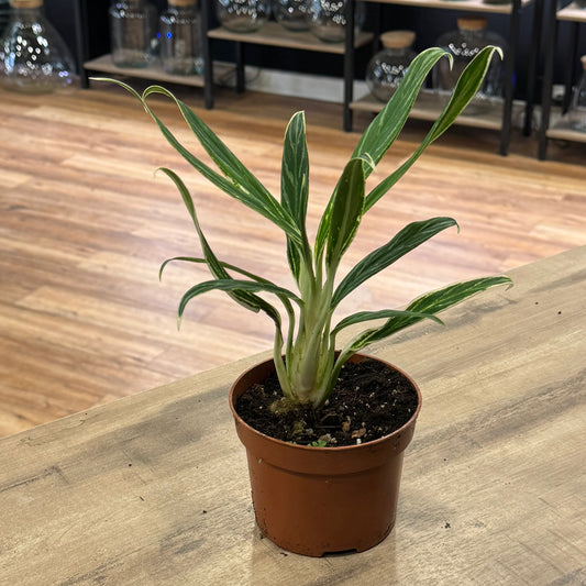 Aglaonema 'Bamboo'  | Kolbenfaden