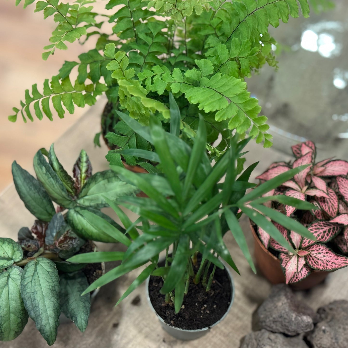 Flaschengarten DIY Set No42 Adiantum hispidulum x Chamaedorea elegans x Pellionia repens x Fittonia 'Pink Forest Flame'