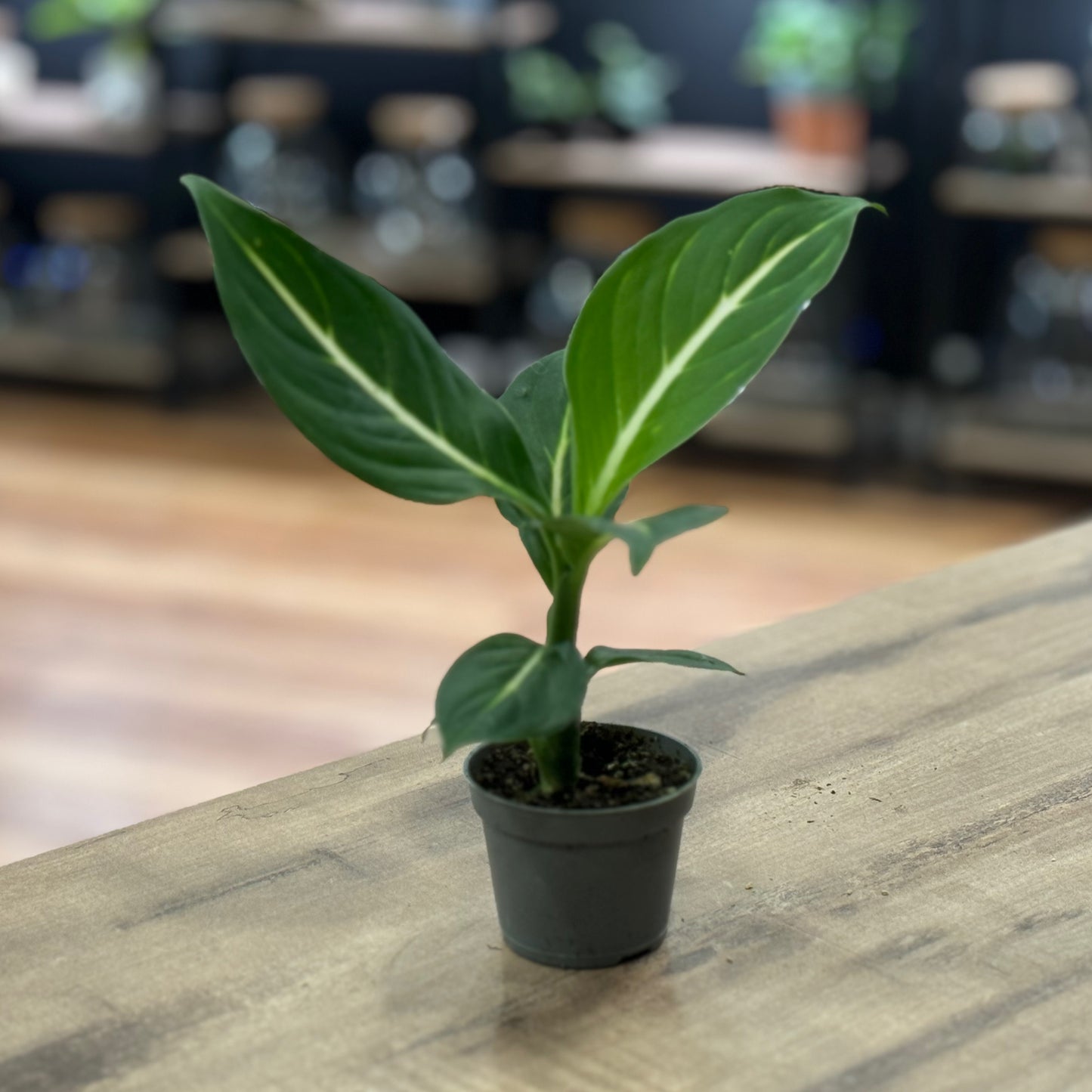 Dieffenbachia 'Sterling' | Giftaron | Schweigrohr