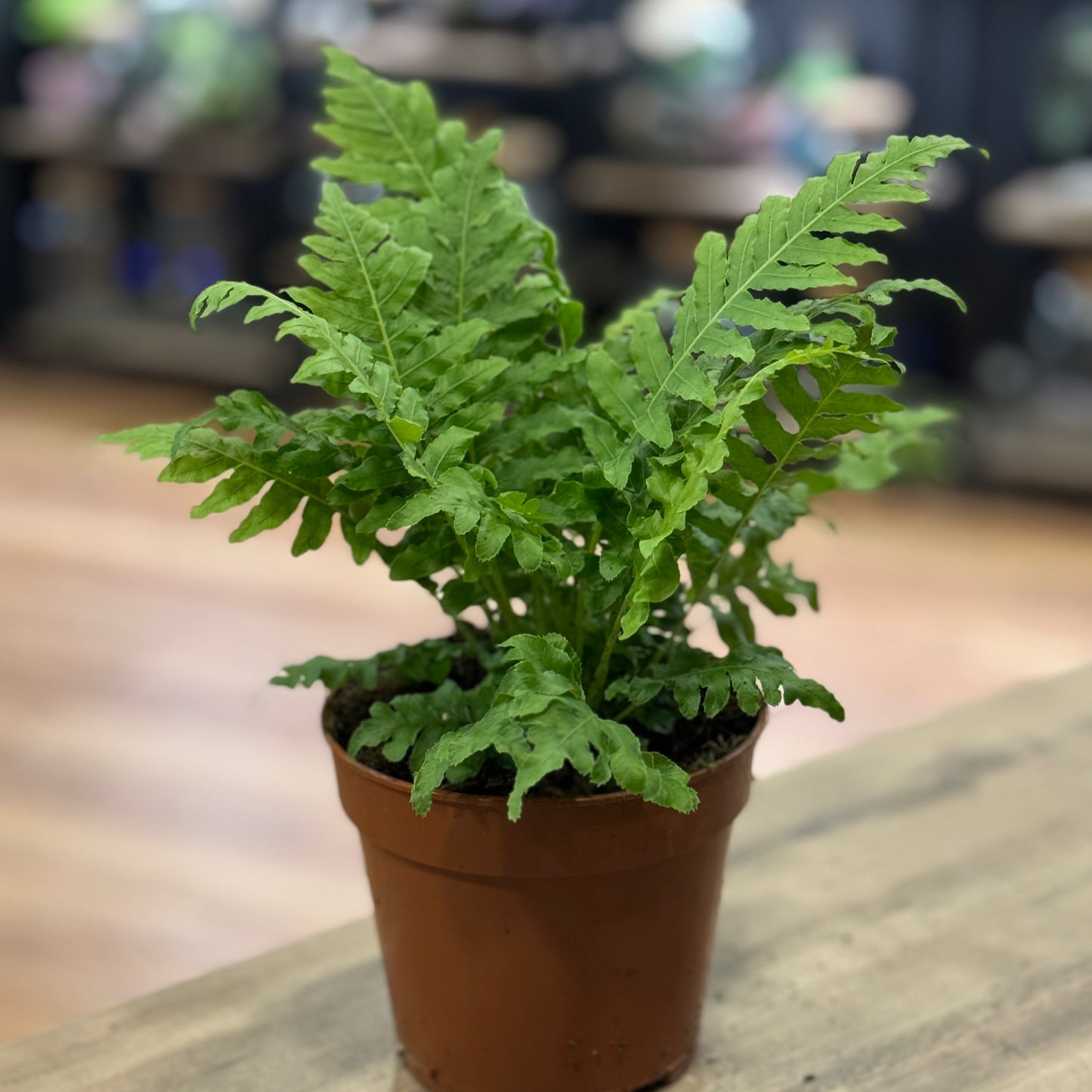 Blechnum gibbum 'Silver Lady' | Zwergbaumfarn