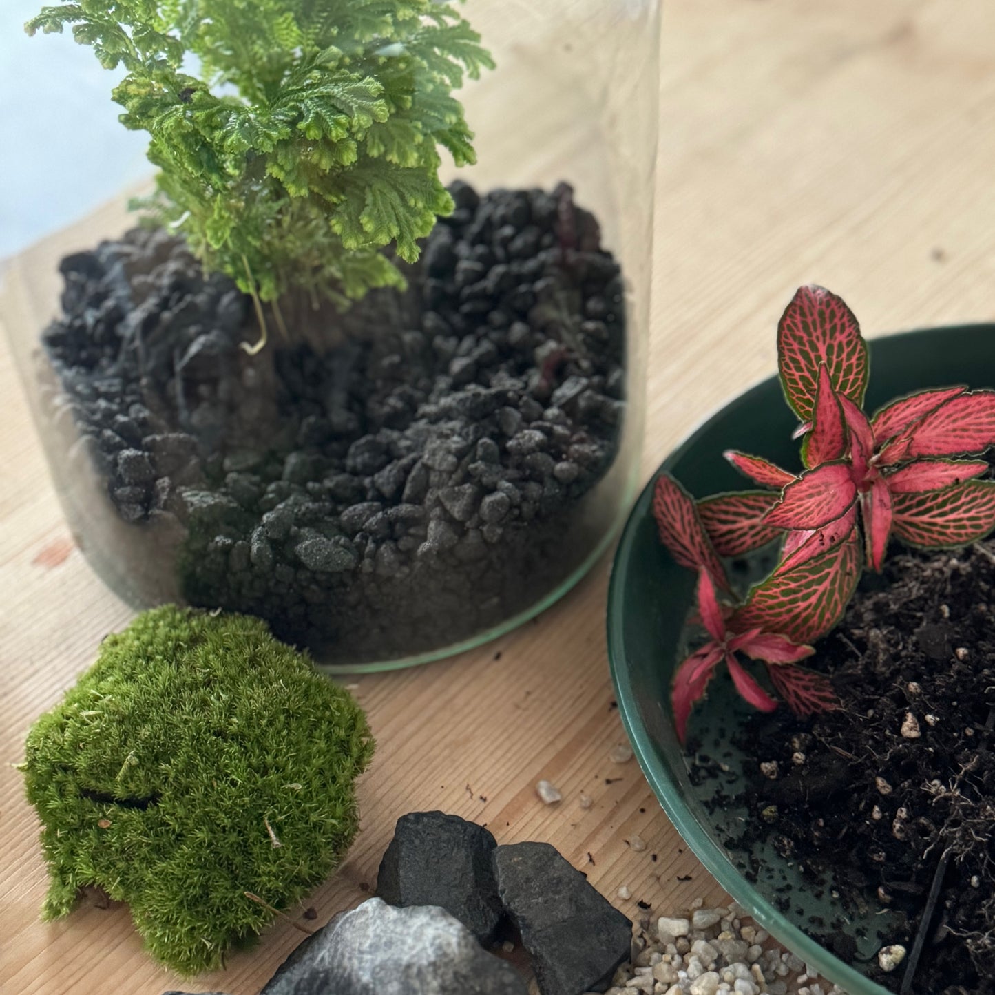 Flaschengarten DIY Set No36 Selaginella martensii x Fittonia