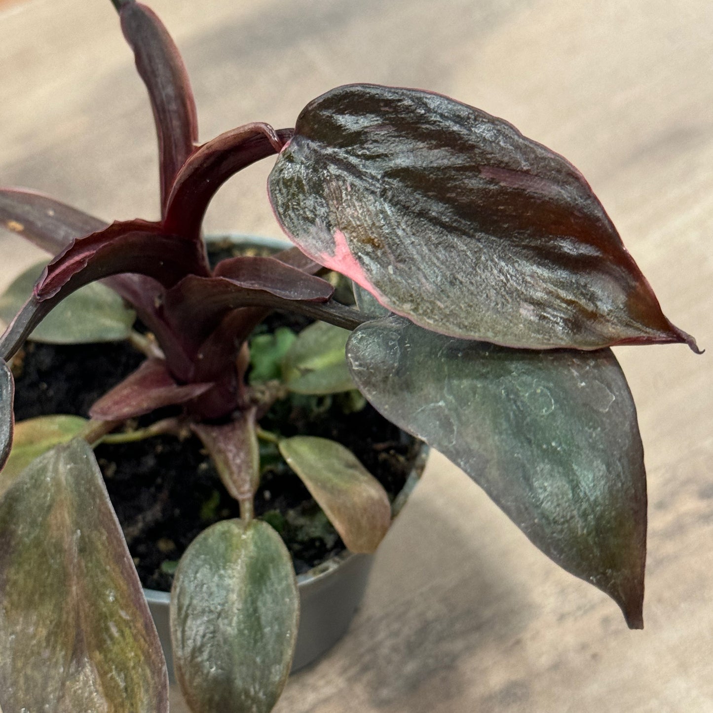 Philodendron 'Pink Princess Marble' | Baumfreund