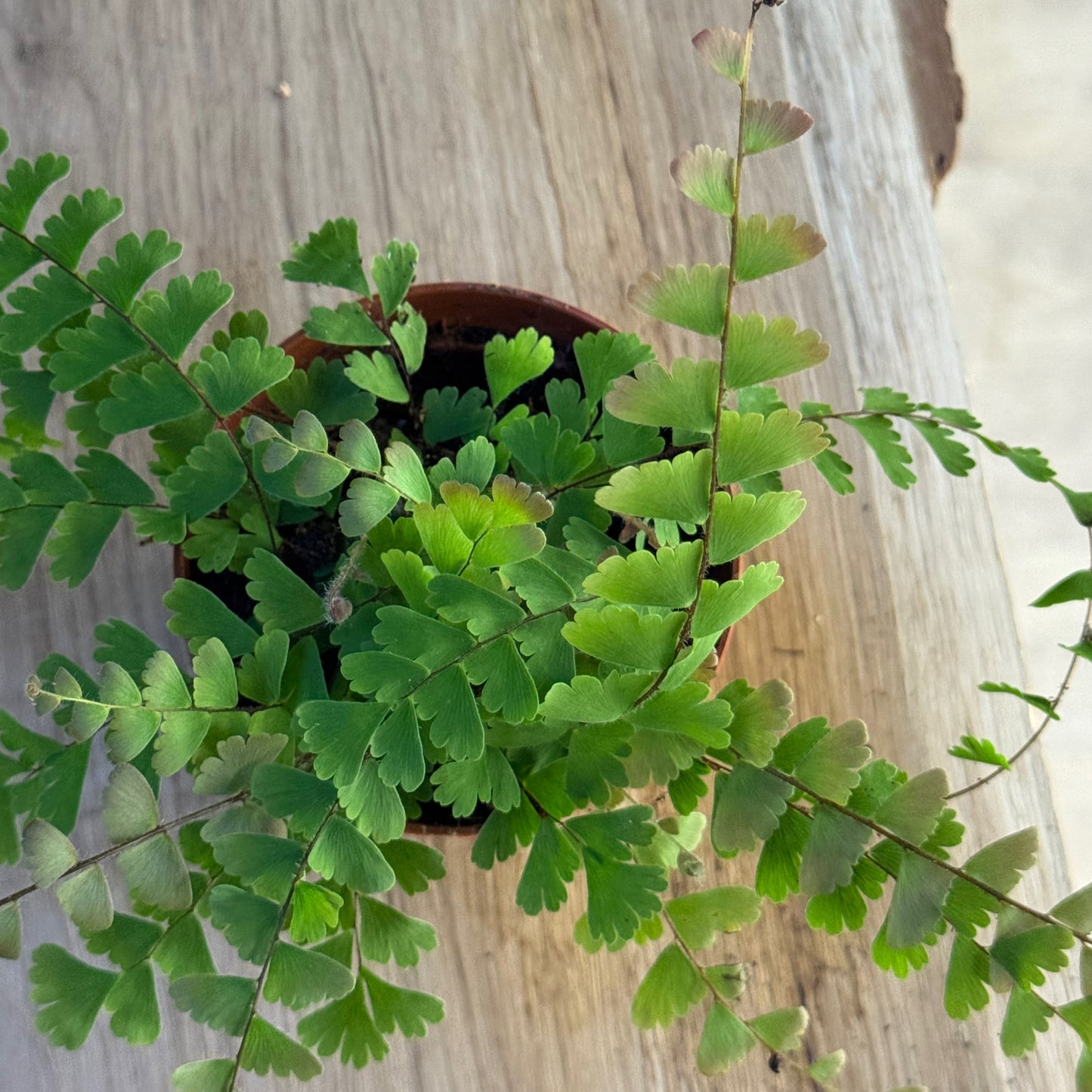 Adiantum caudatum | Schwanzfarn