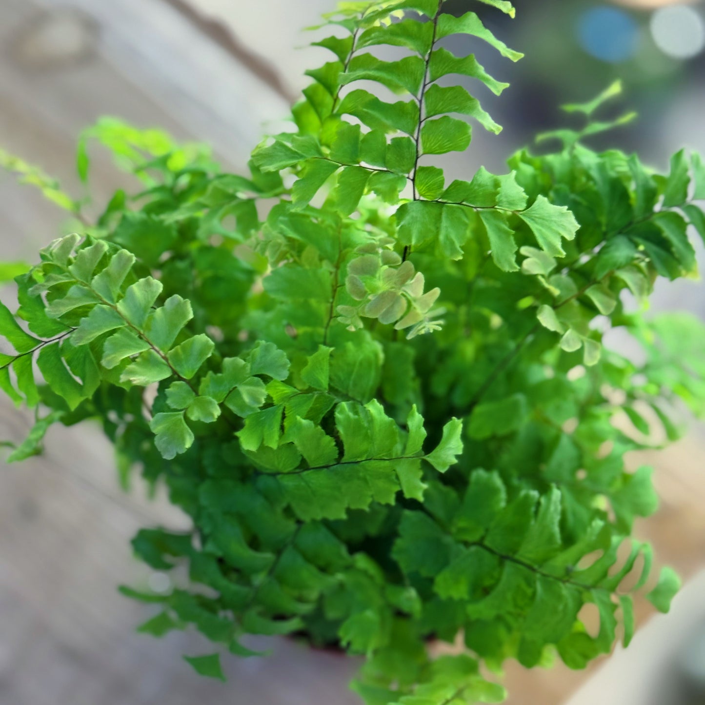 Adiantum hispidulum| Rauhaariger Frauenhaarfarn