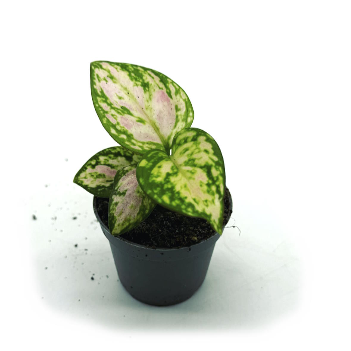 Aglaonema 'Red Valentine' | Kolbenfaden