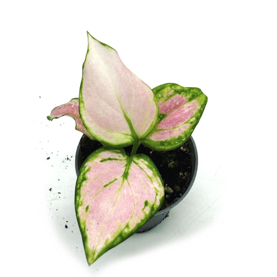 Aglaonema 'Red Zircon' | Kolbenfaden