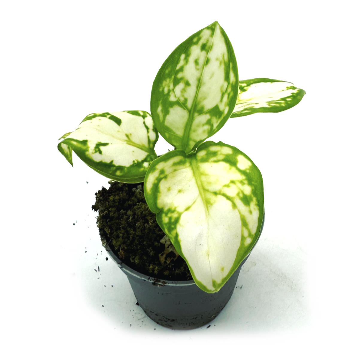 Aglaonema 'Snowflake' | Kolbenfaden