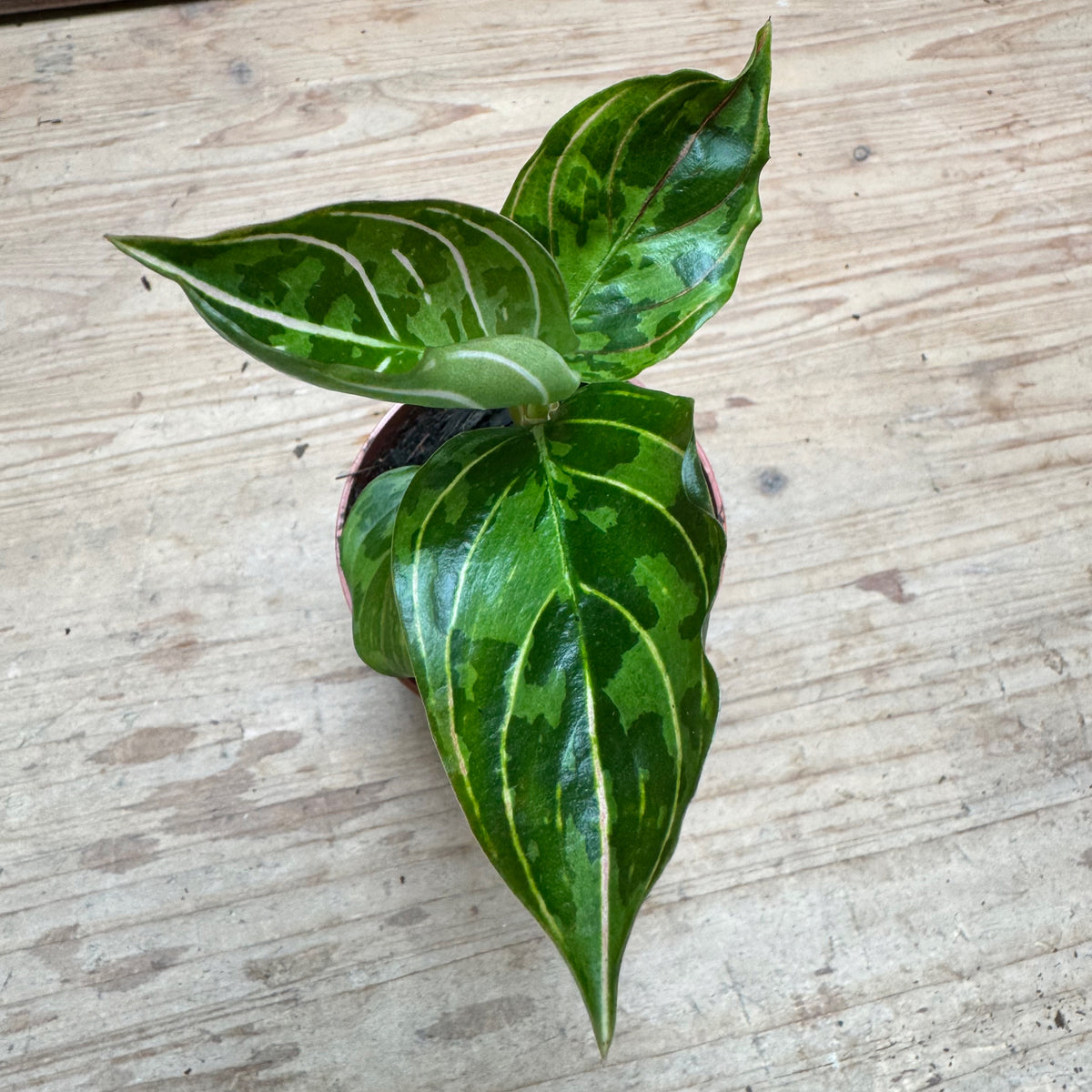 Aglaonema 'Red Army' | Kolbenfaden