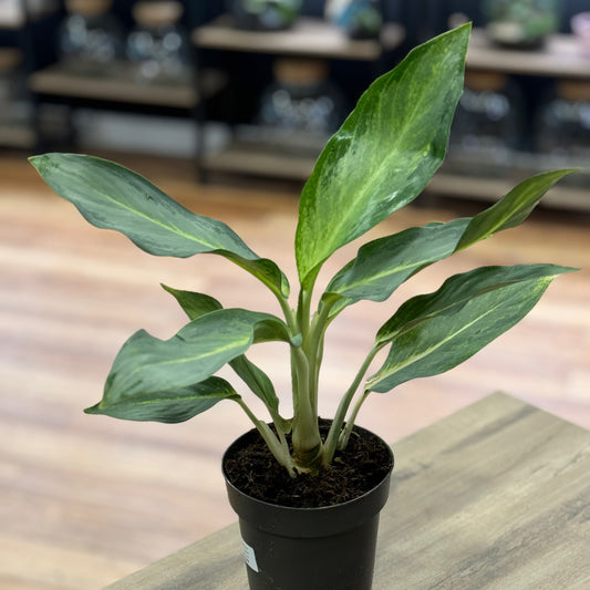 Aglaonema 'Aqua Green'  | Kolbenfaden