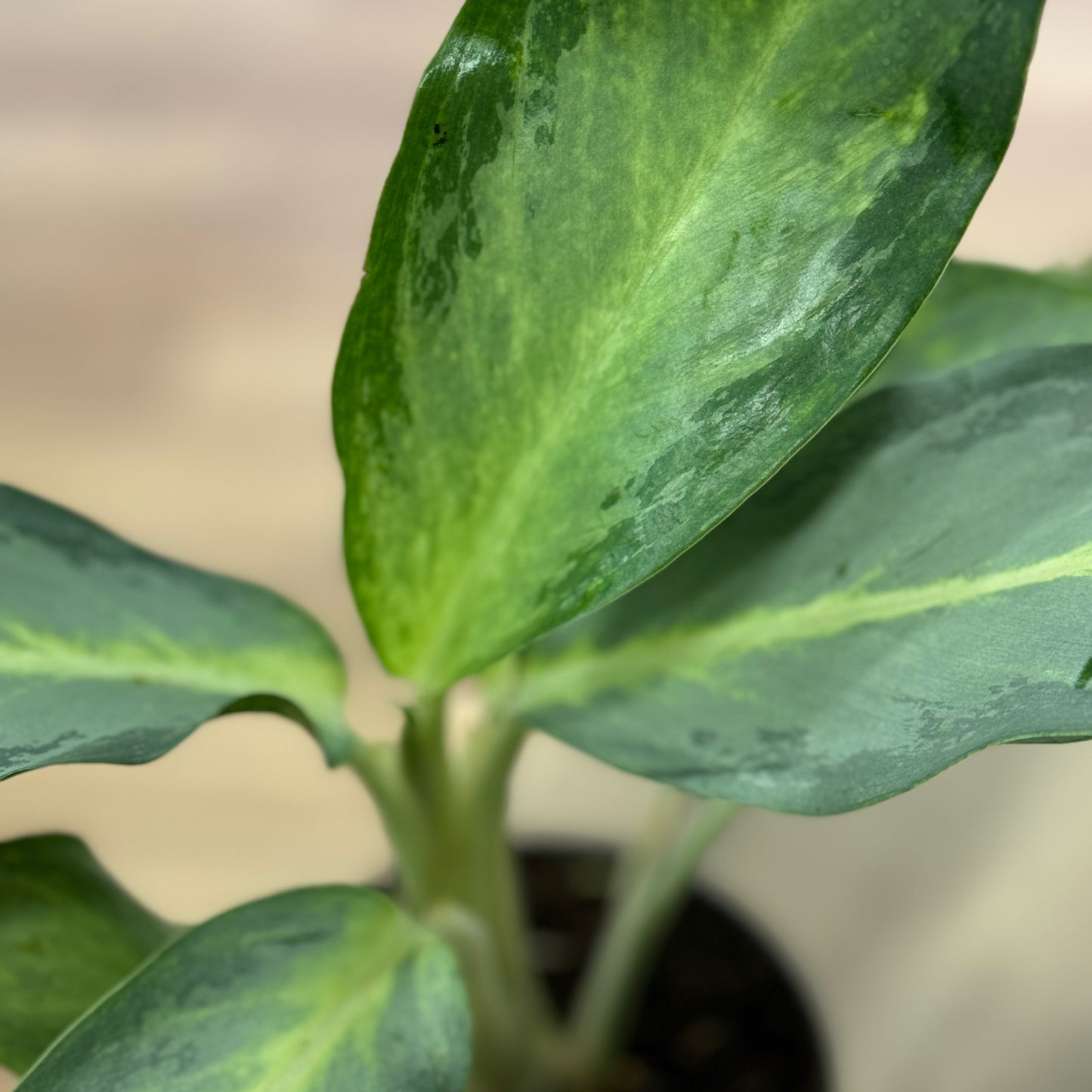 Aglaonema 'Aqua Green' | Kolbenfaden