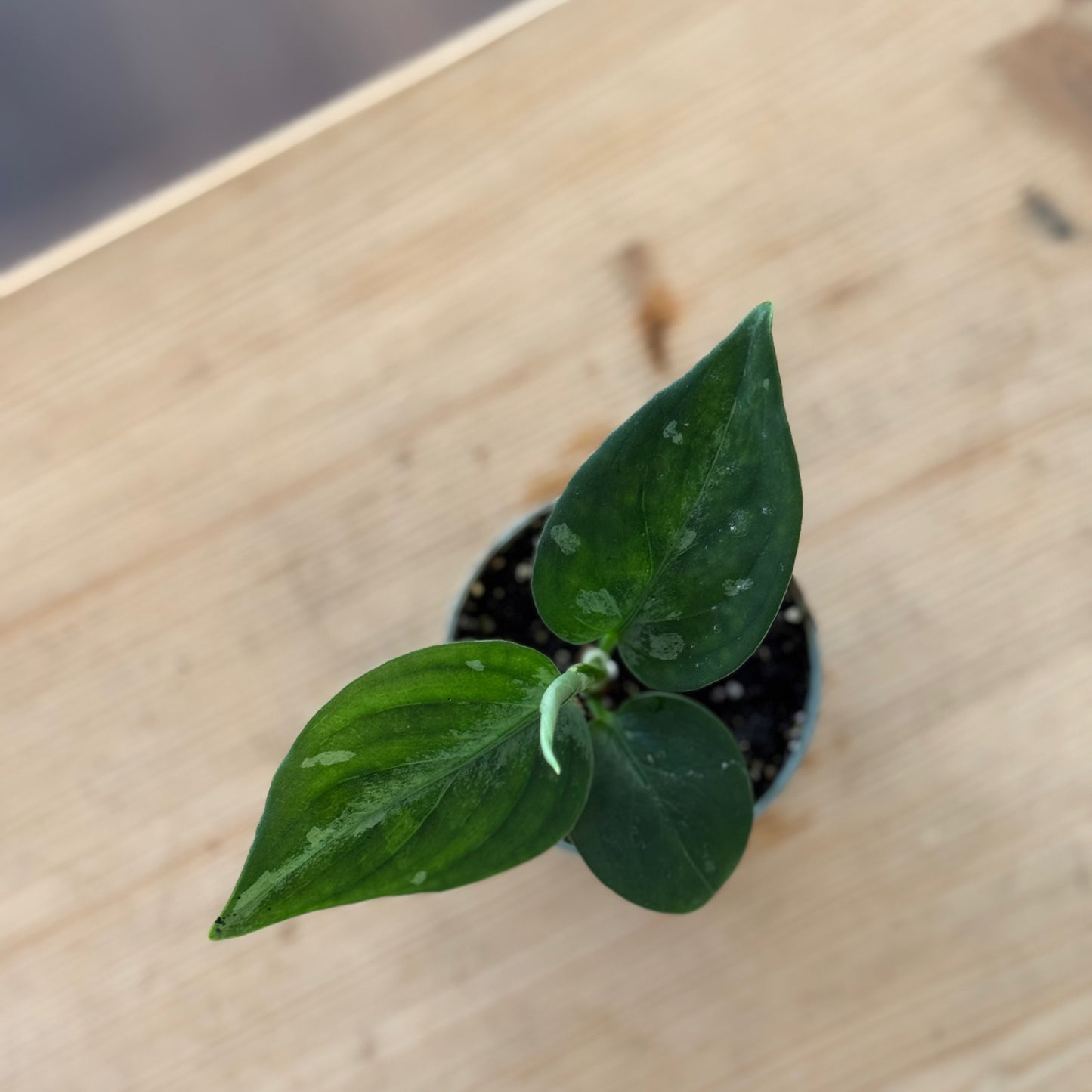 Aglaonema 'Bicolor' | Kolbenfaden