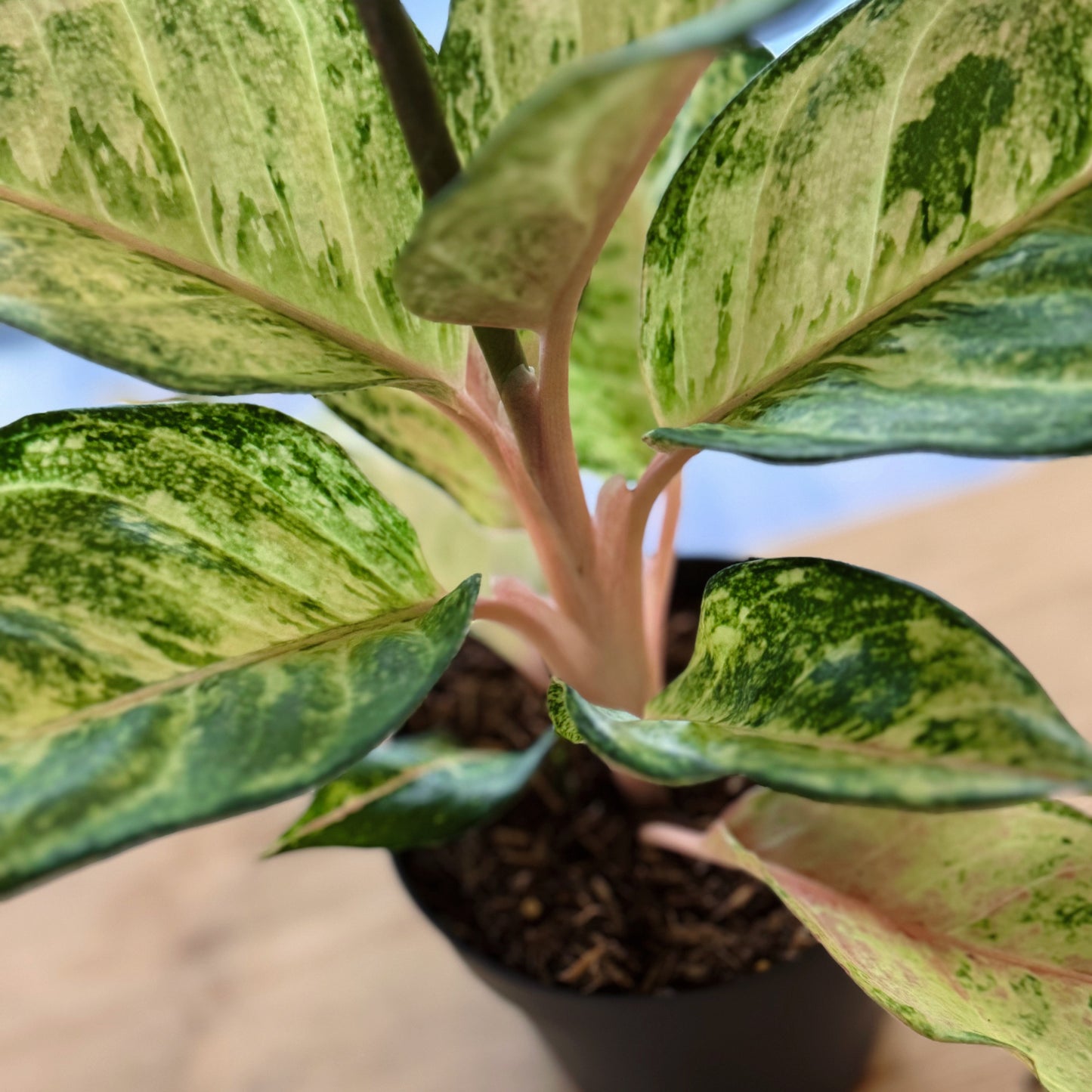 Aglaonema 'Corn Silk' | Kolbenfaden